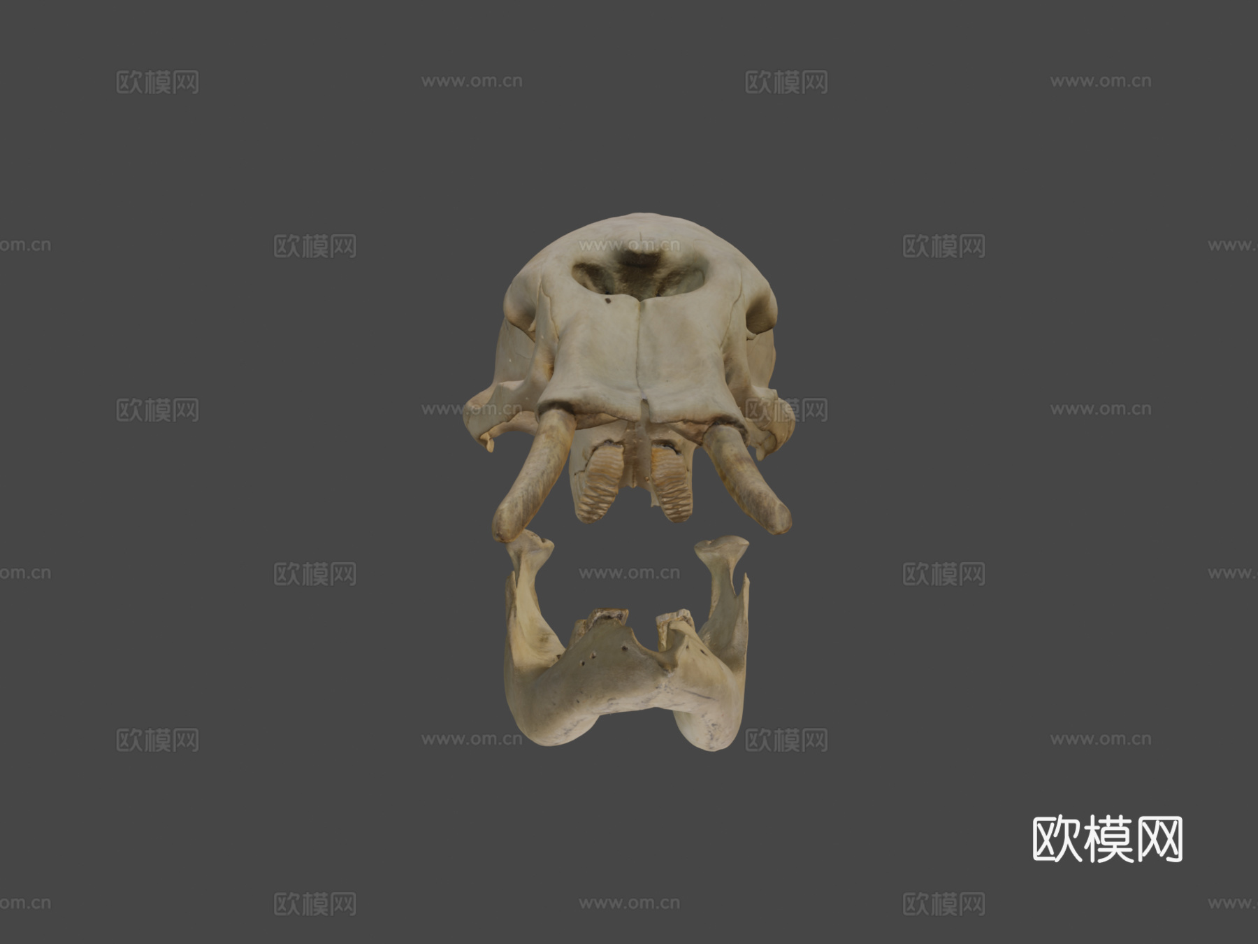 大象头骨3d模型