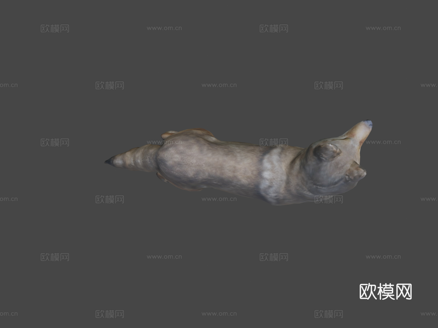 郊狼3d模型