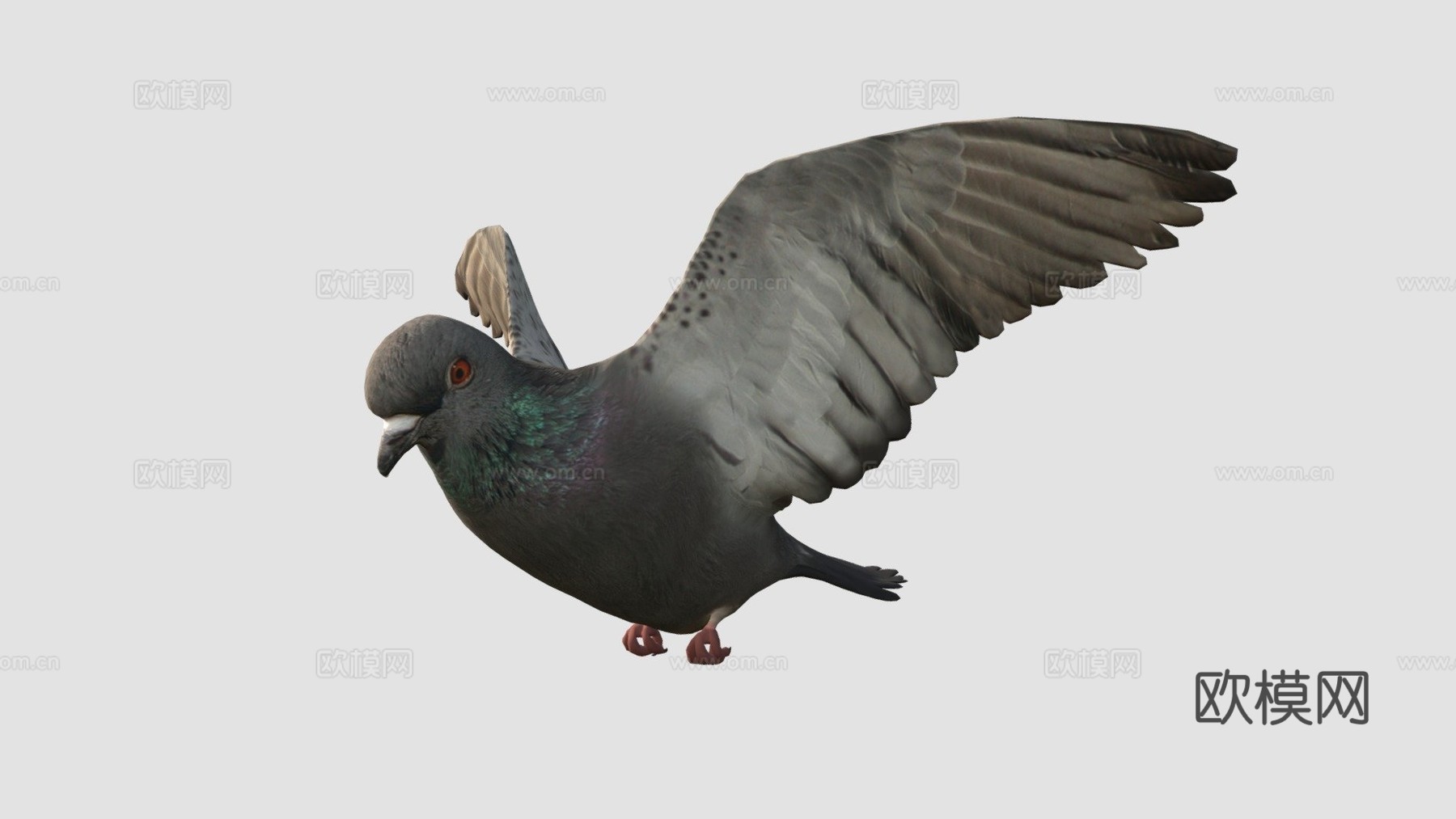 鸽子3d模型