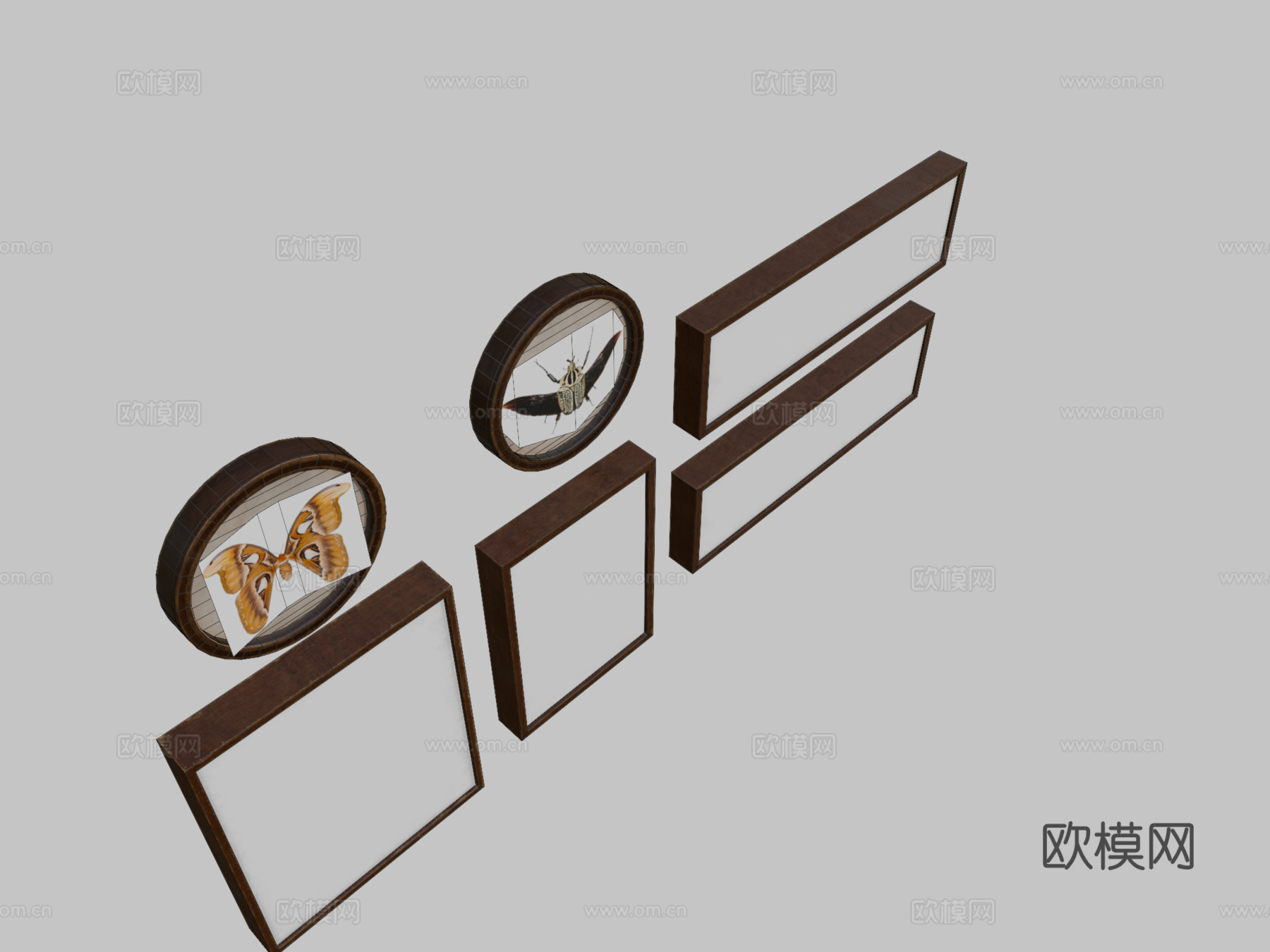 昆虫学图片3d模型
