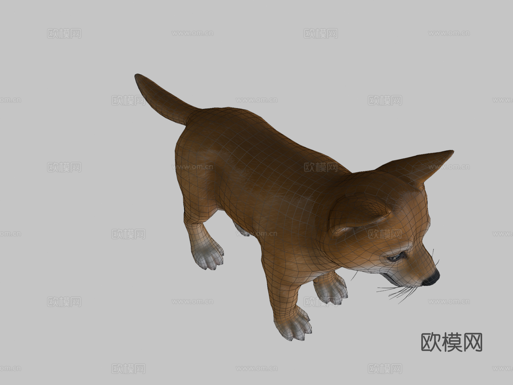 小狗-柴犬3d模型