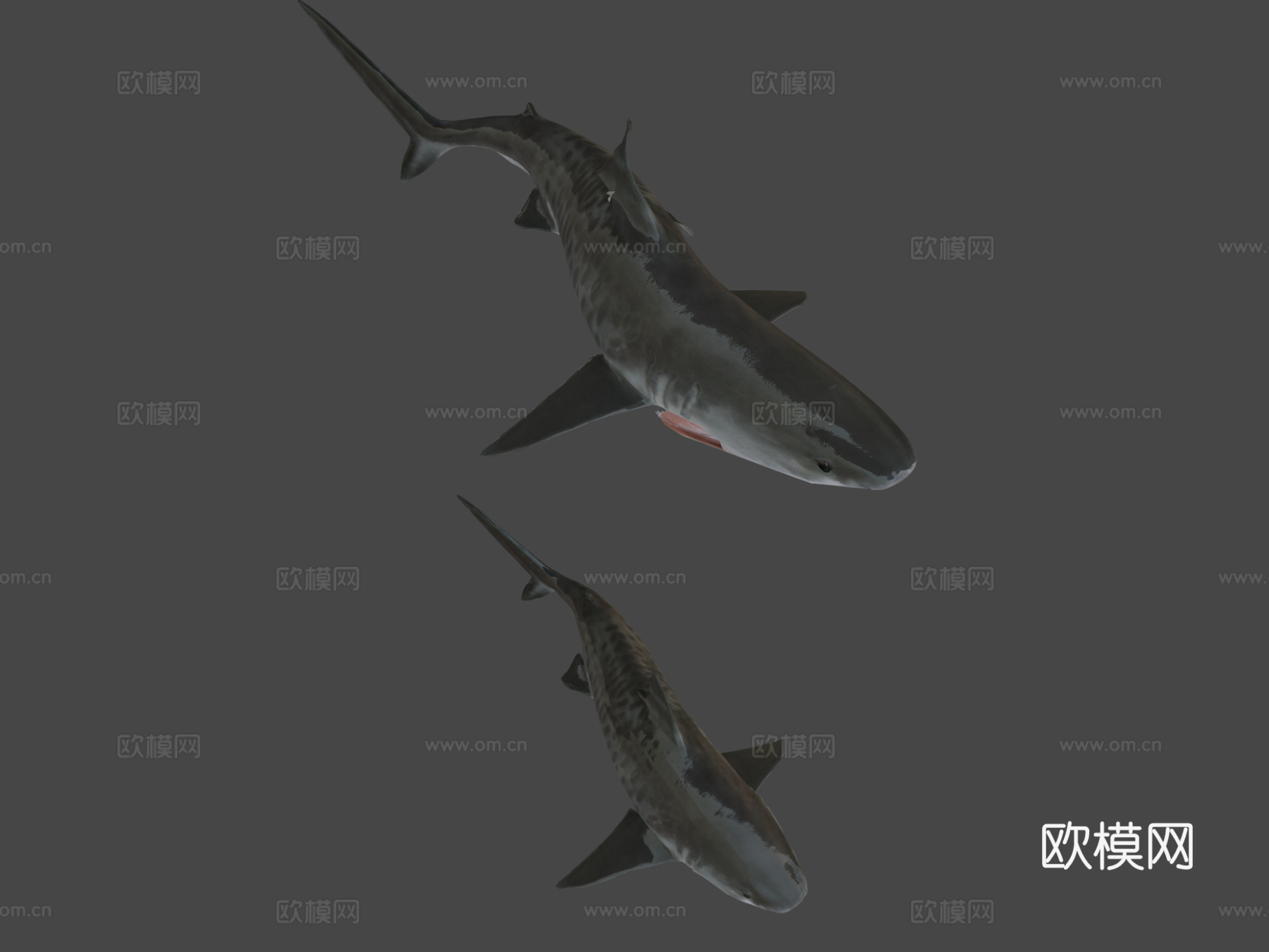 虎鲨-游戏就绪版3d模型