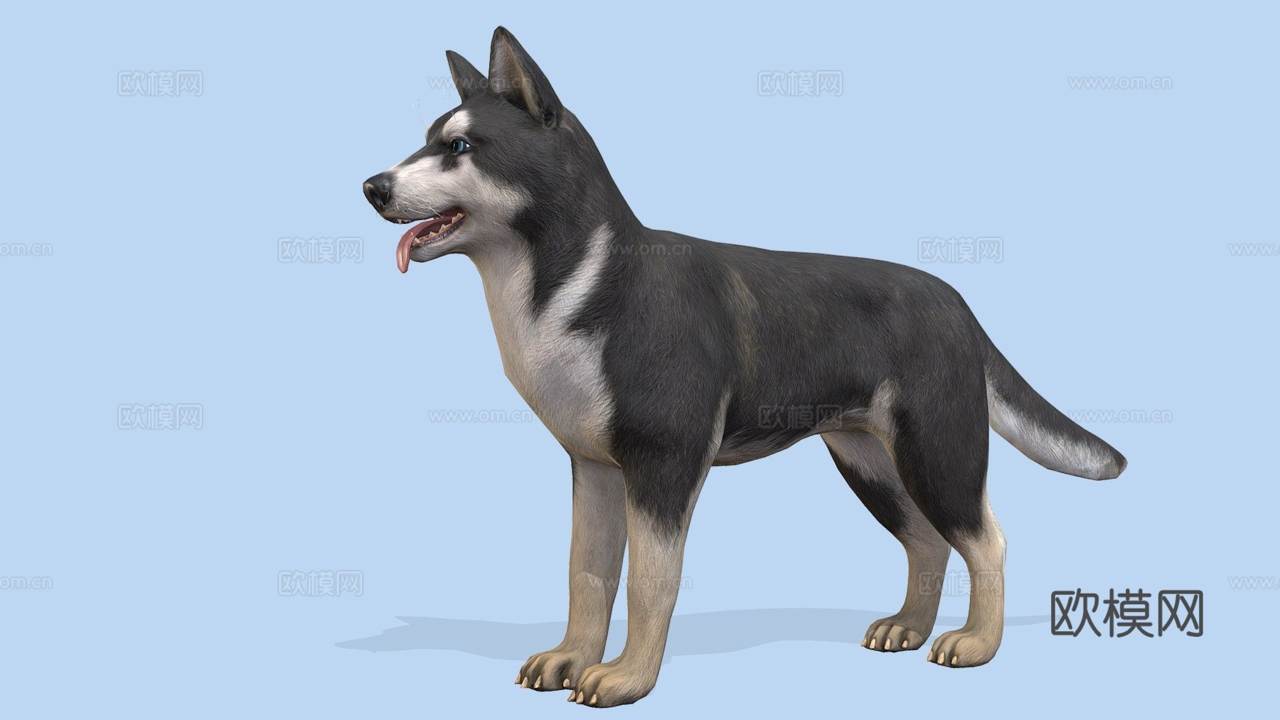 狗-哈士奇3d模型