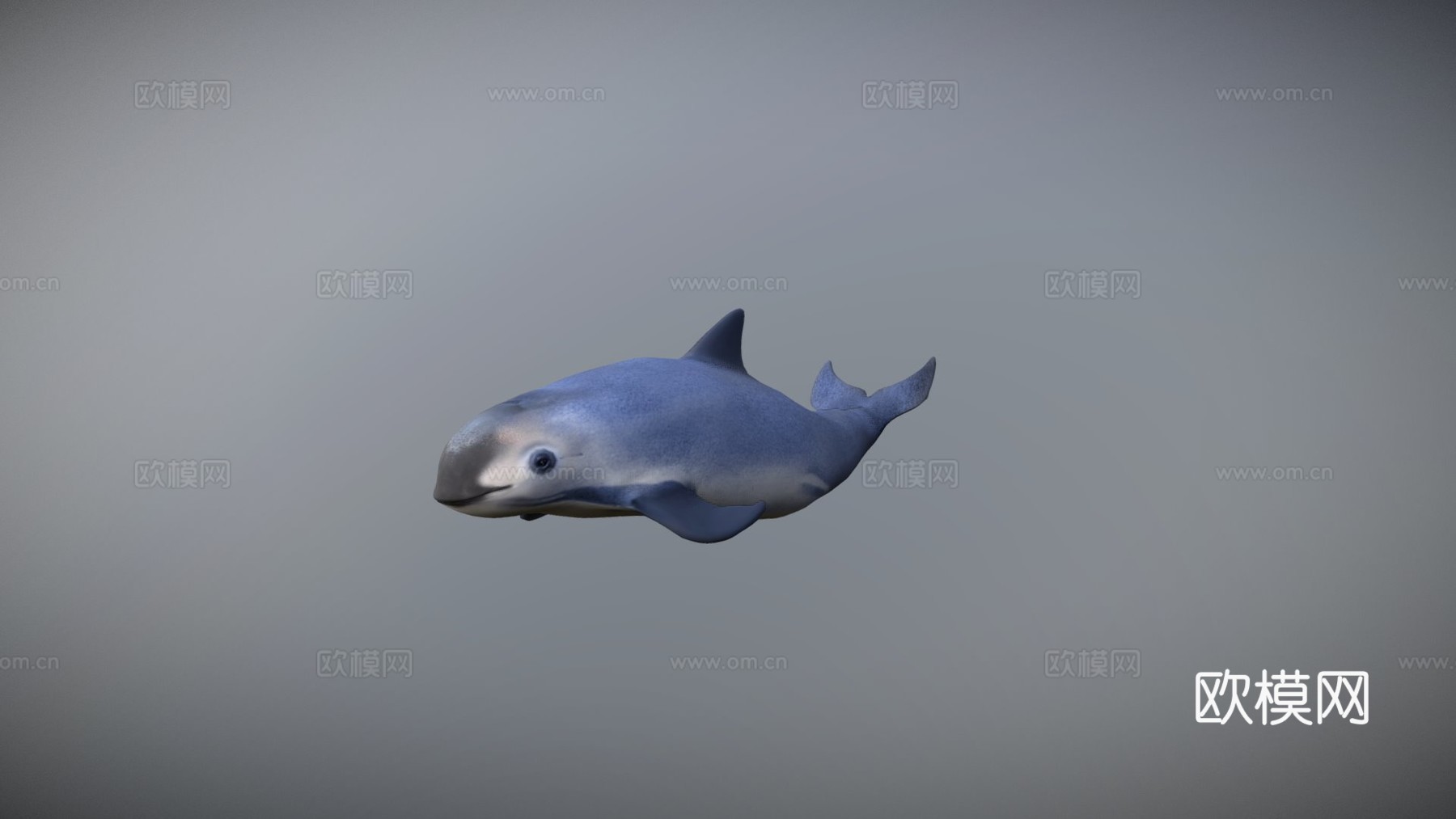 小头鼠海豚3d模型