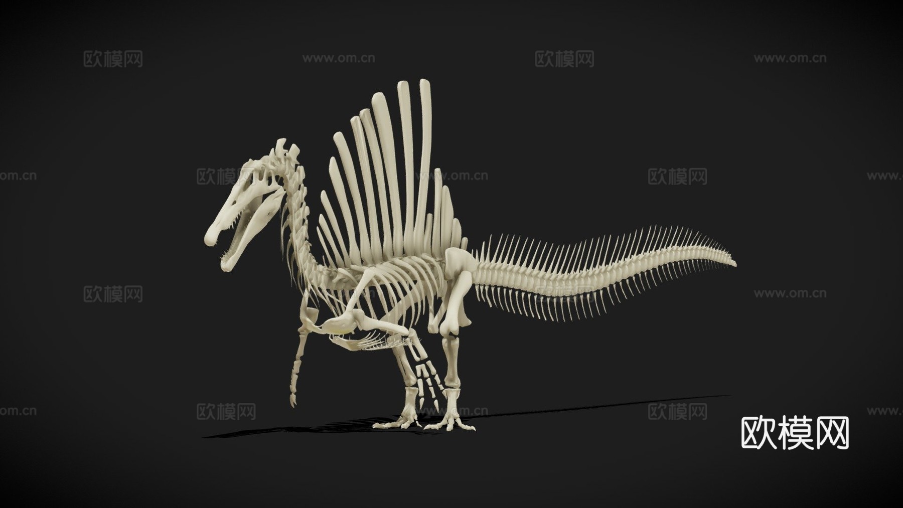 棘龙骨架-绑定版3d模型