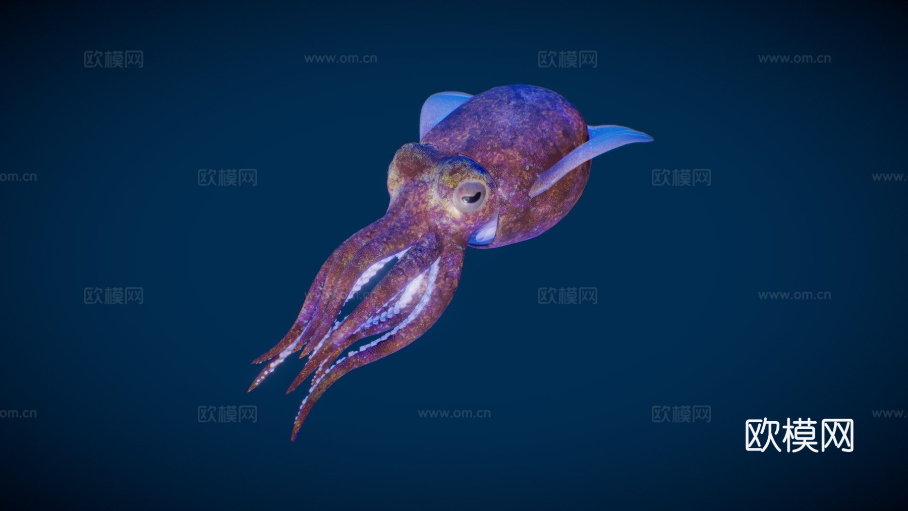 短尾鱿鱼3d模型