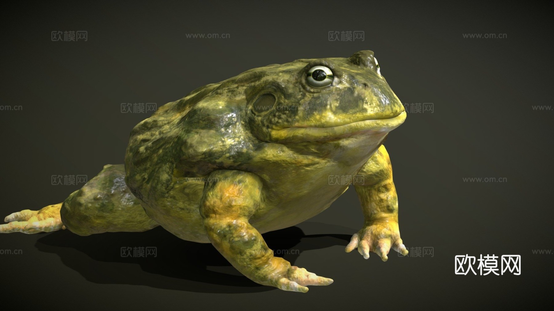 非洲牛蛙3d模型