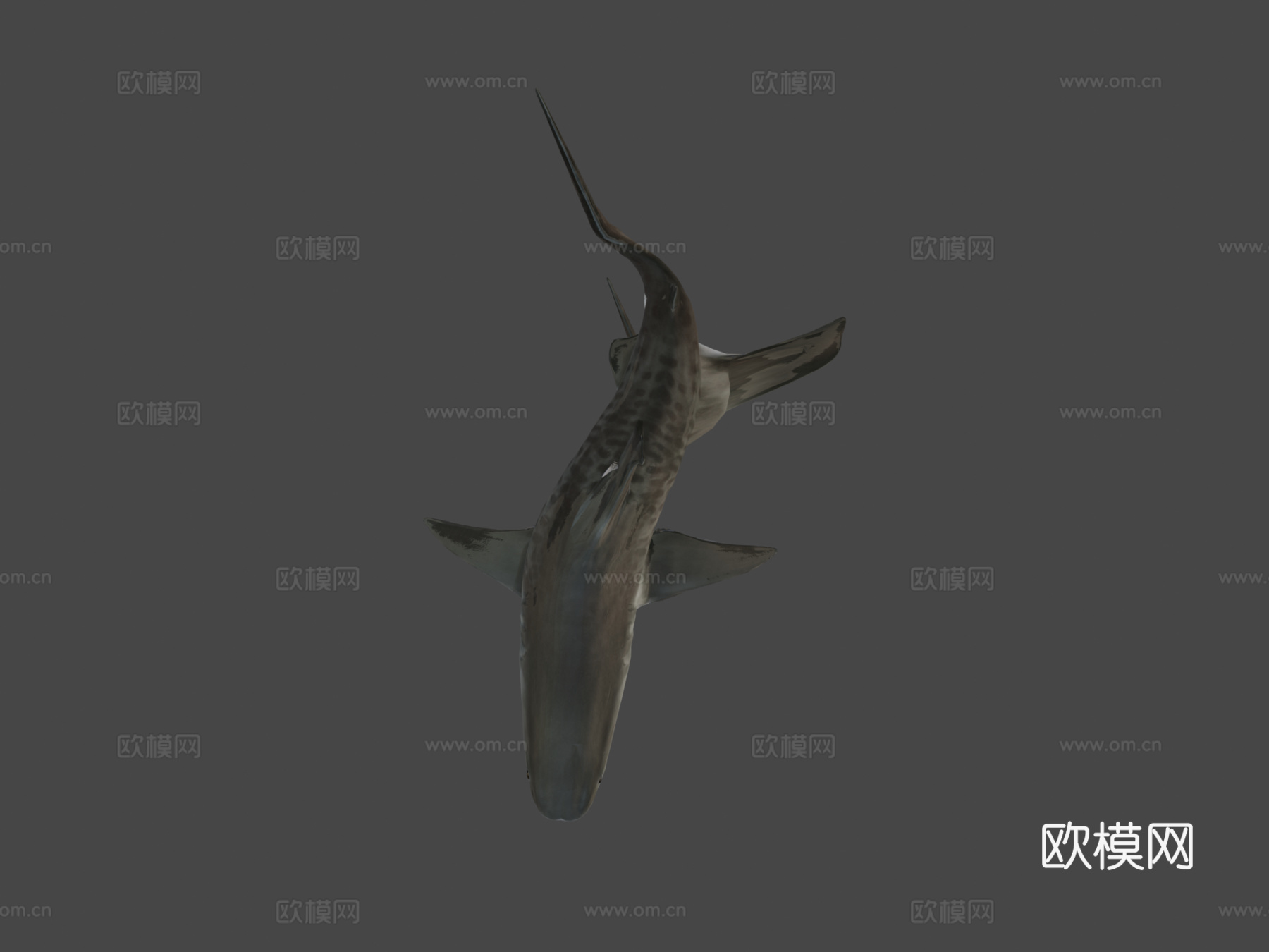 虎鲨-游戏就绪版3d模型