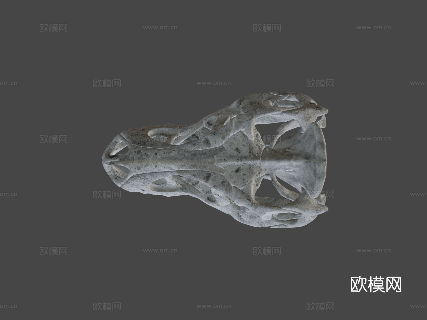 又一个霸王龙头骨3d模型