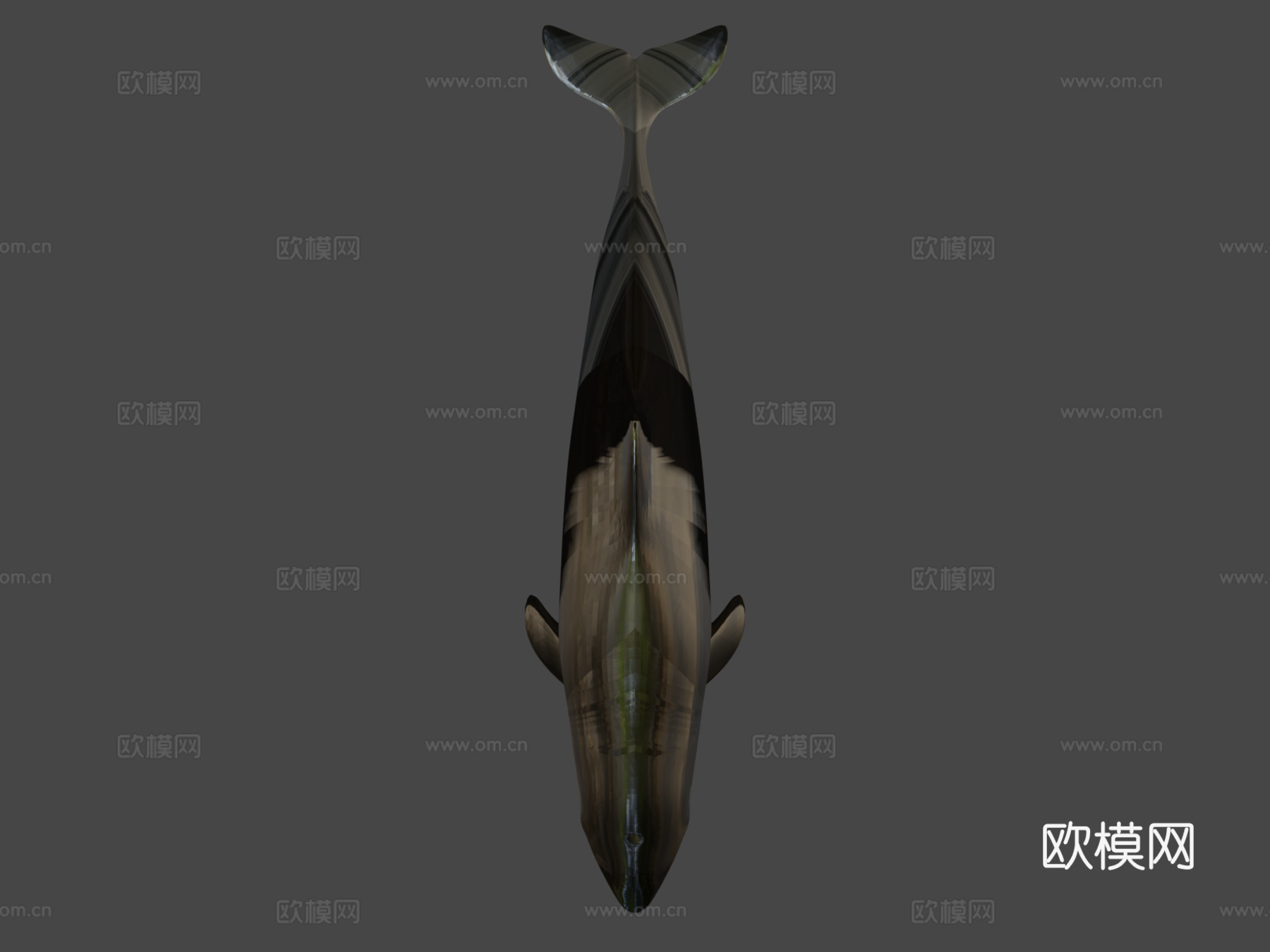 A型-港湾鼠海豚3d模型
