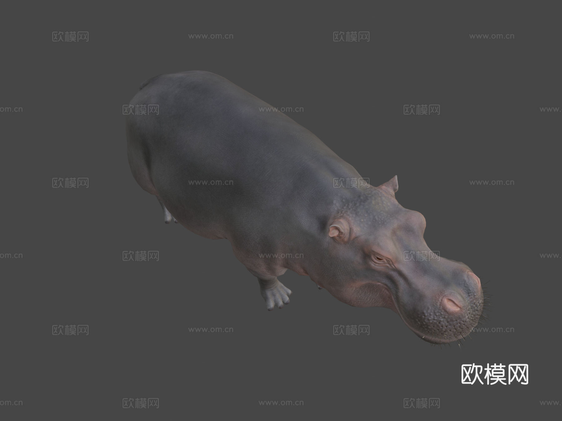 河马3d模型