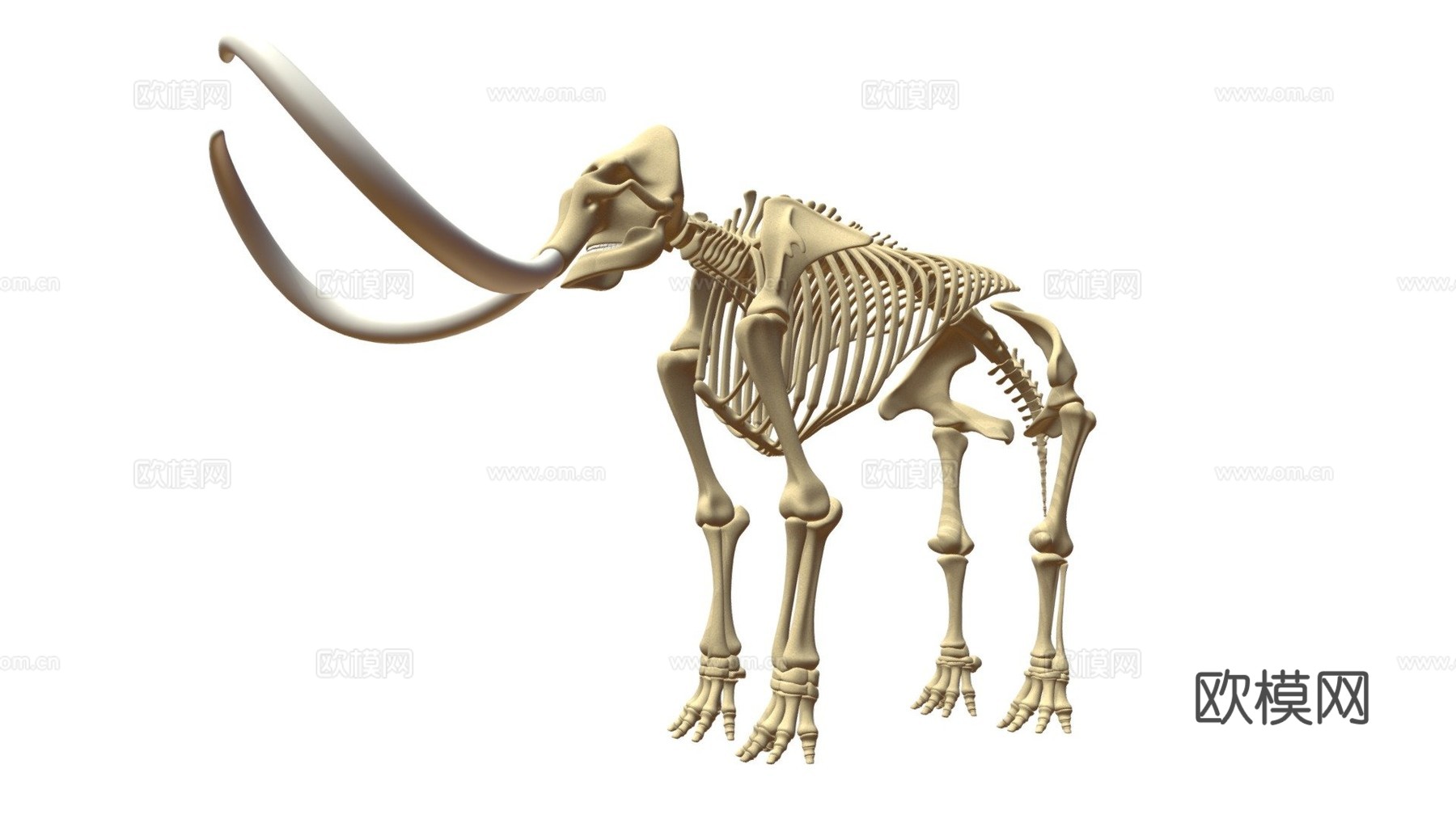 猛犸象骨架3d模型