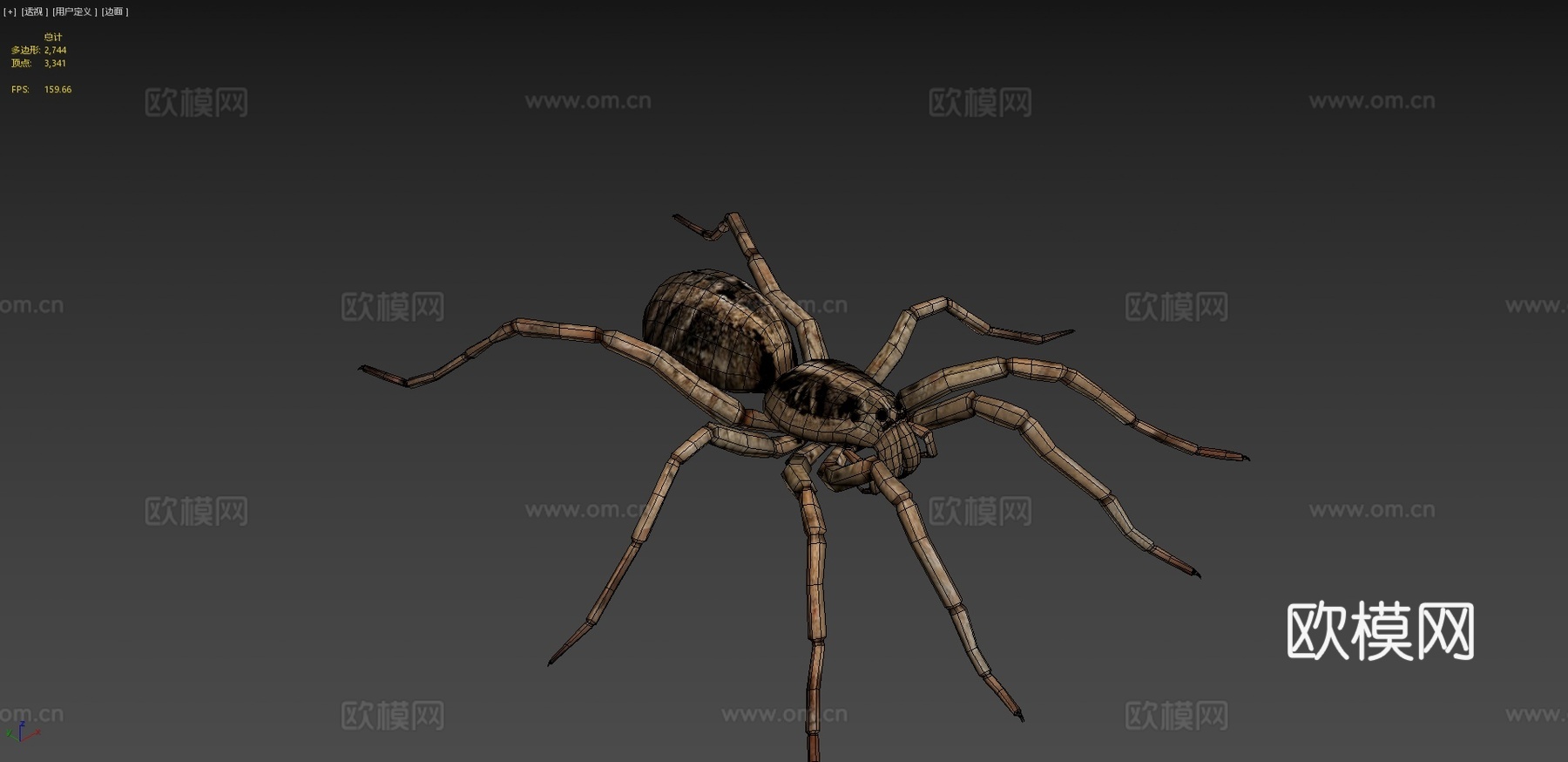 卡罗莱纳狼蛛3d模型