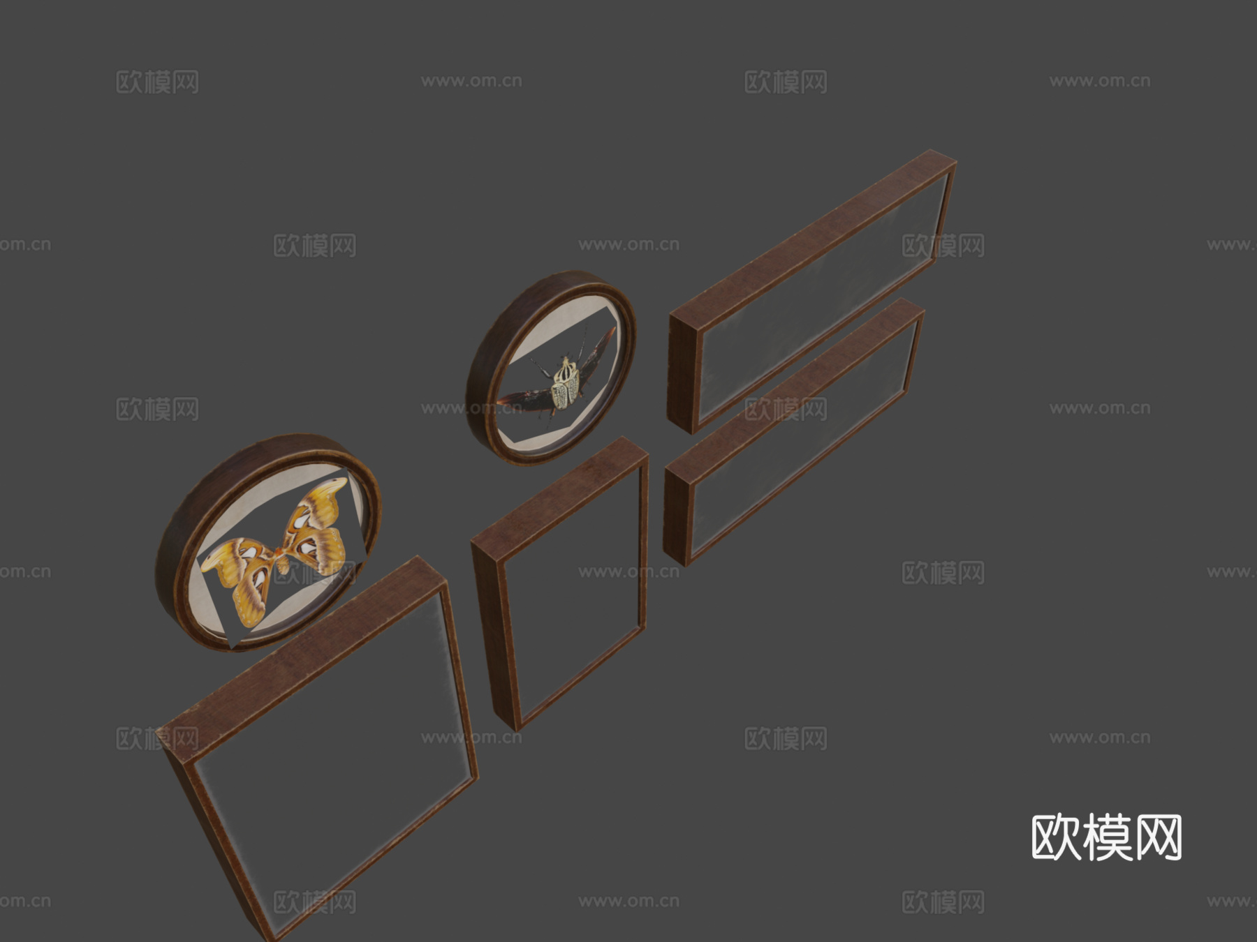 昆虫学图片3d模型