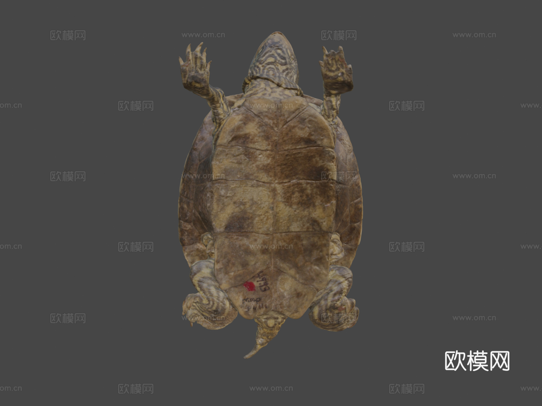 地图龟3d模型