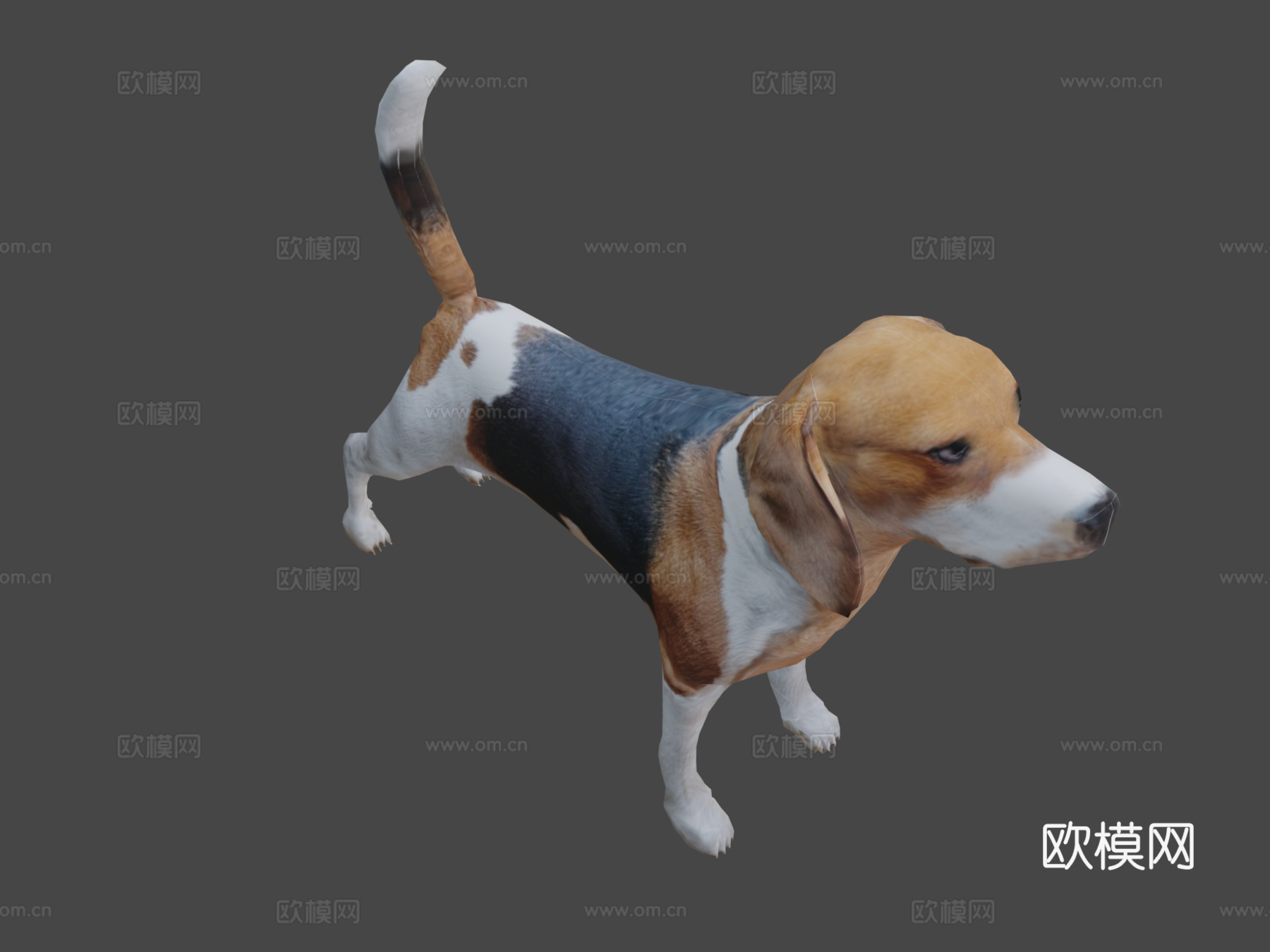 比格犬3d模型