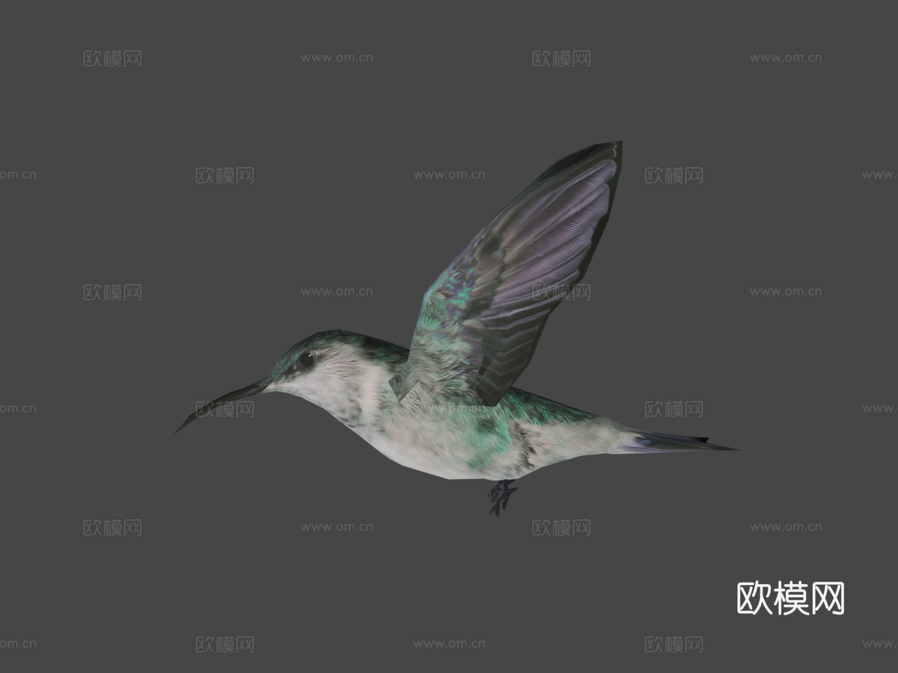 蜂鸟3d模型