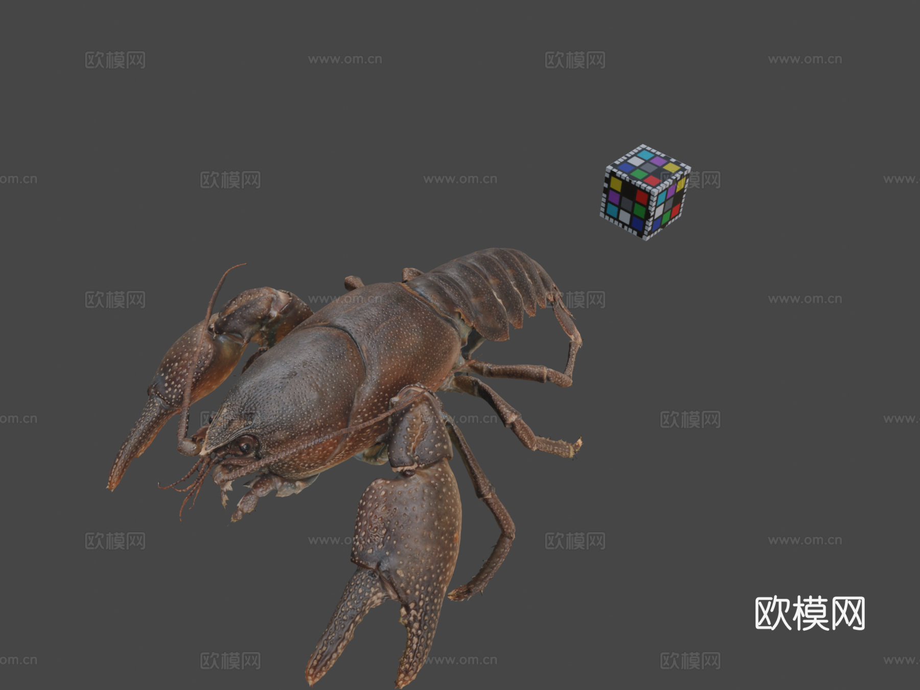 CC0日本蝲蛄?♂日本蝲蛄，日本种3d模型