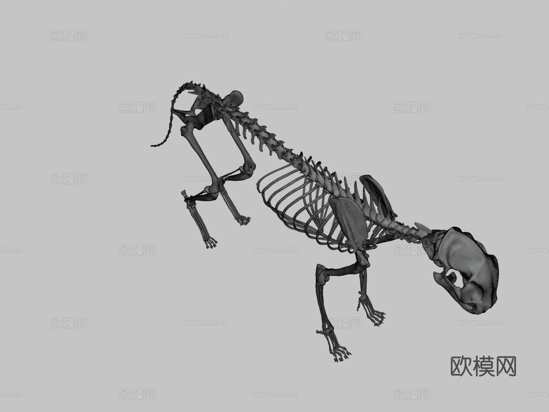 猫骨架3D模型3d模型