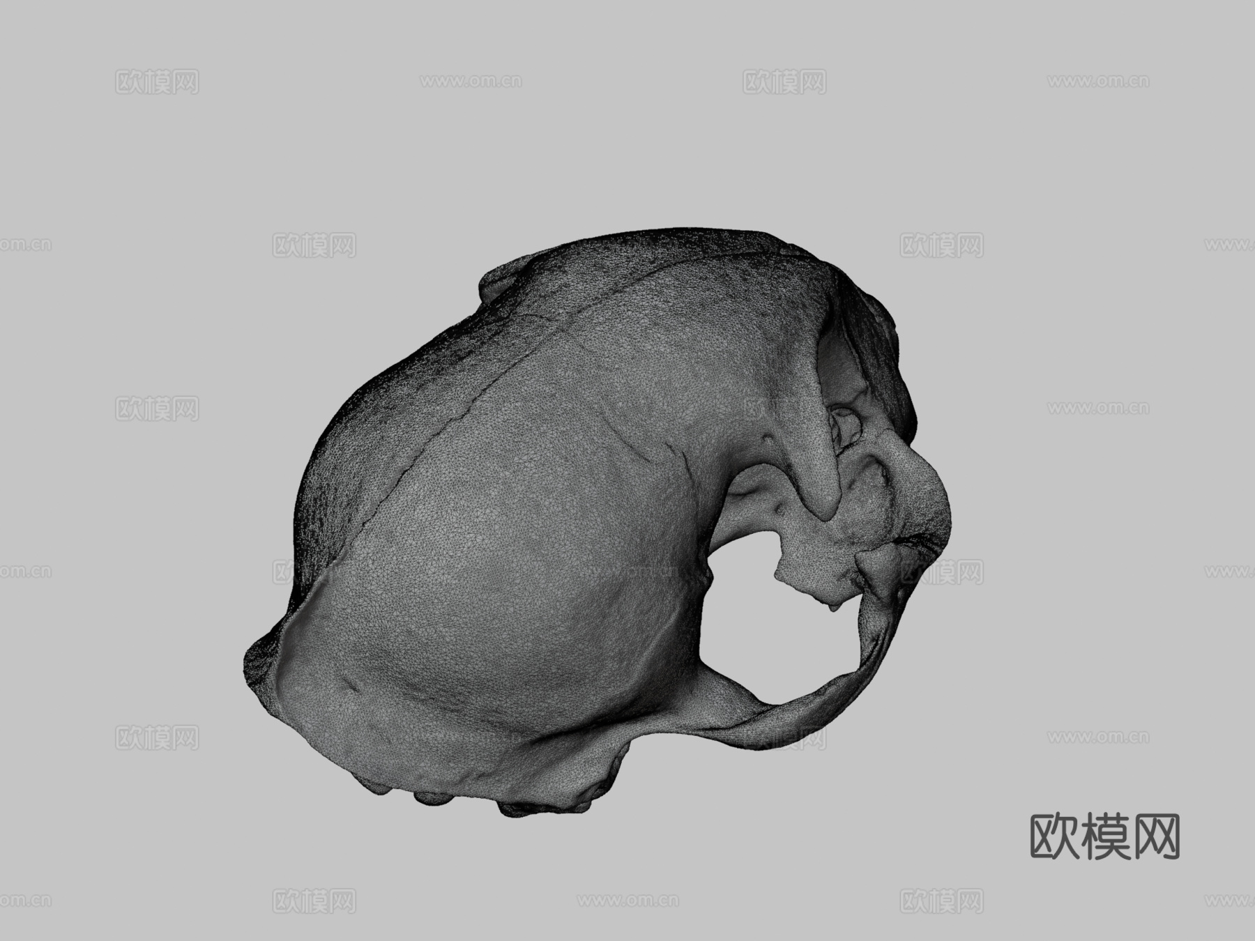 山猫头骨3d模型