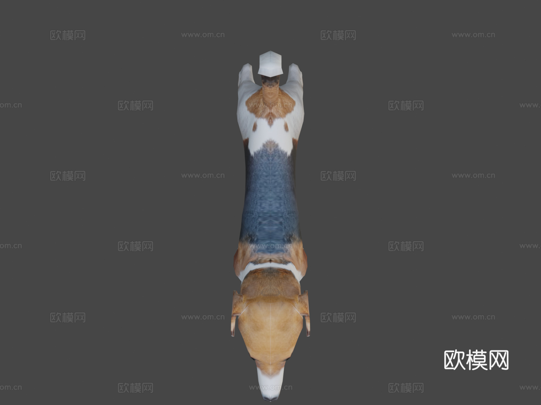 比格犬3d模型