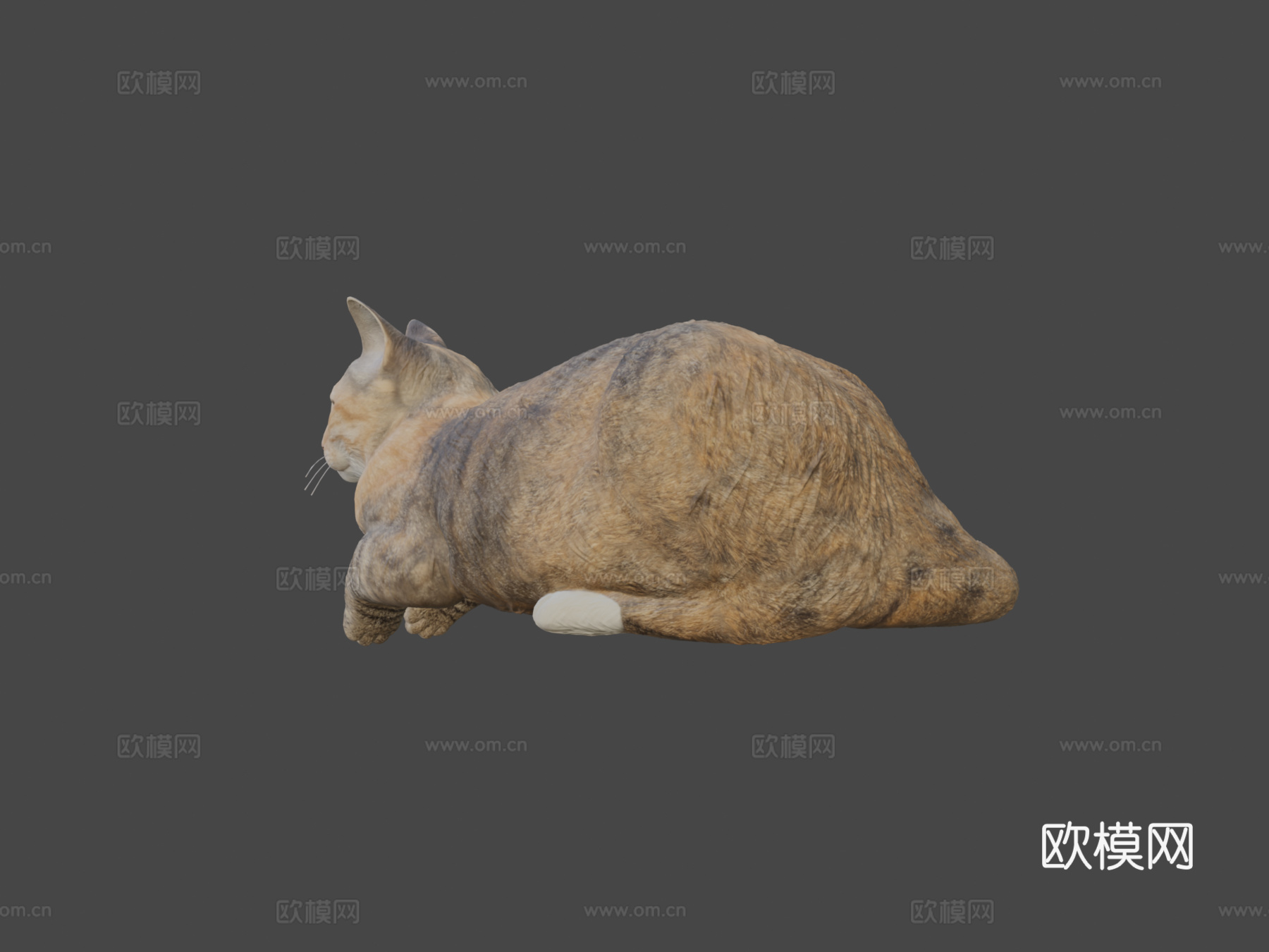 躺猫143d模型