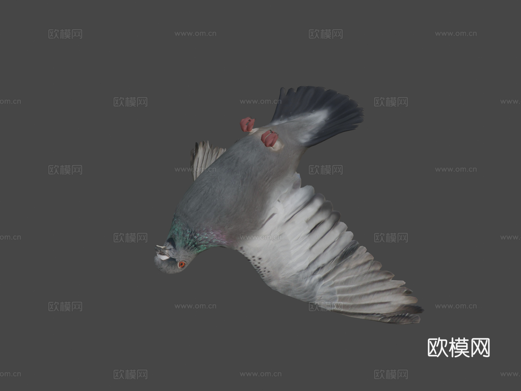 鸽子3d模型