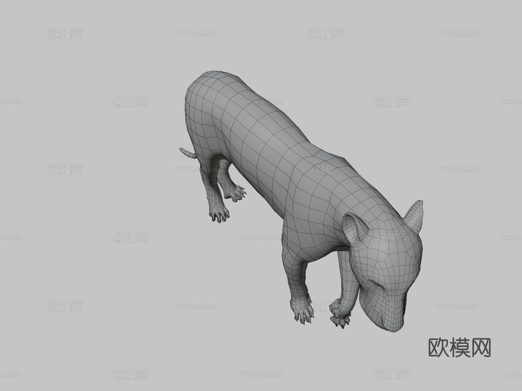 狮子解剖研究3d模型