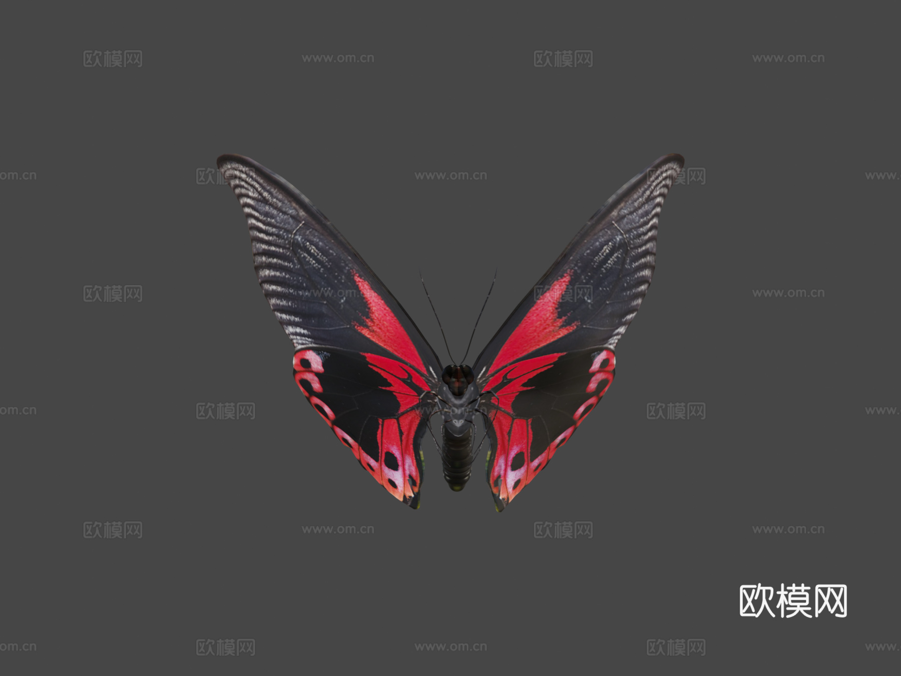 蝴蝶3d模型