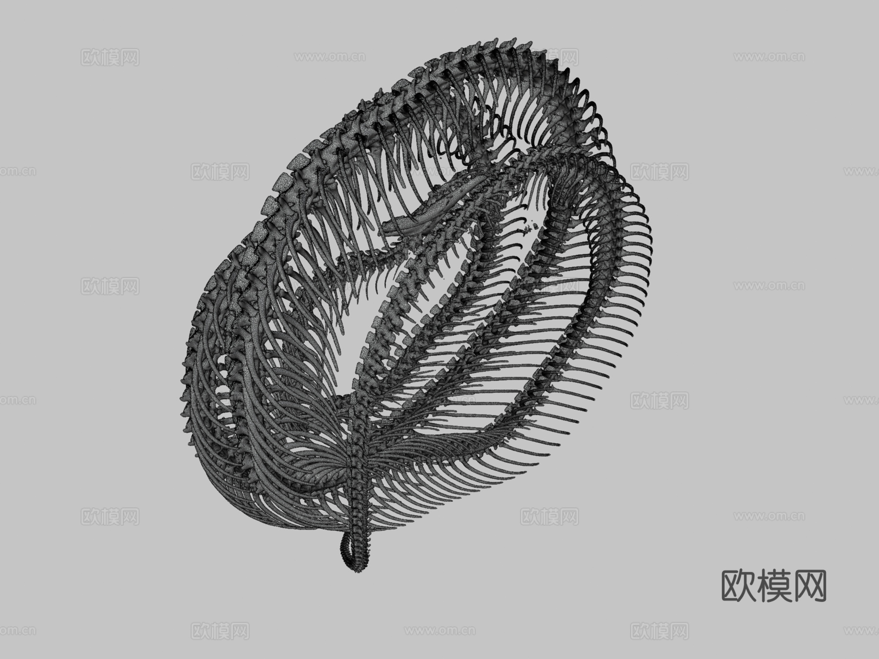 玉米蛇骨架3d模型