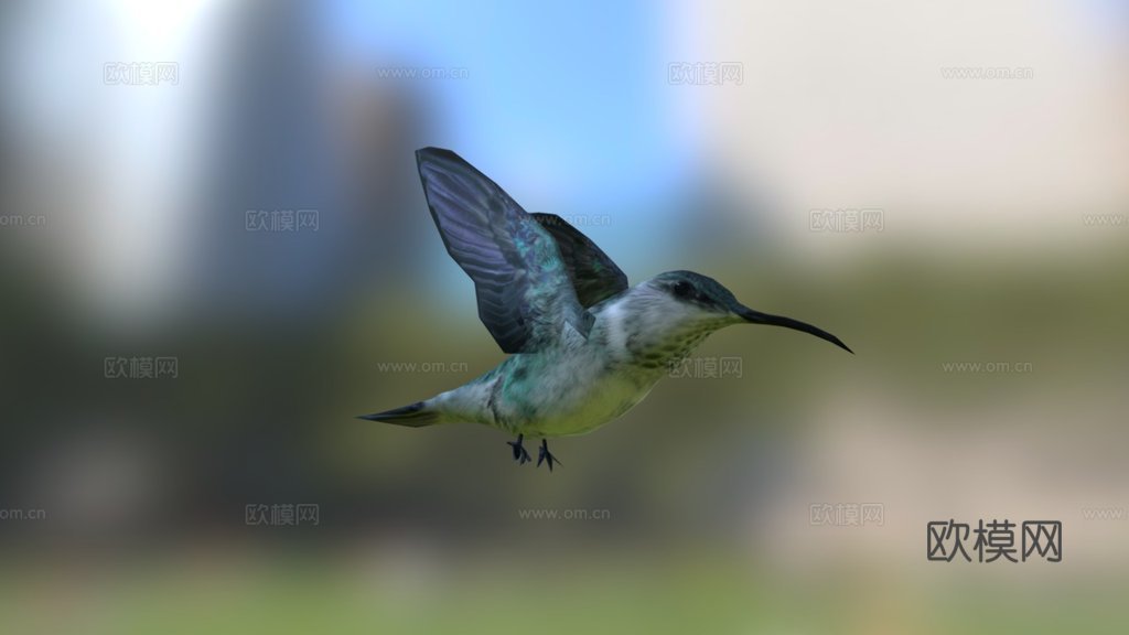 蜂鸟3d模型
