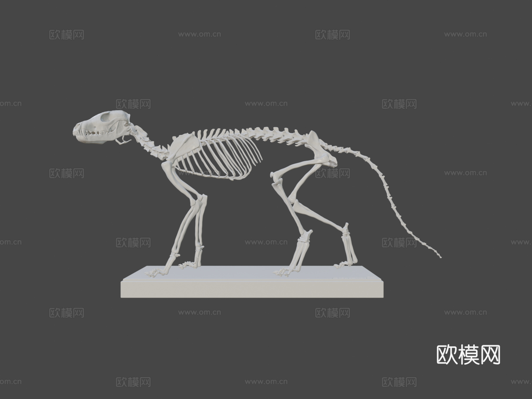 库佩奥狐骨架3d模型