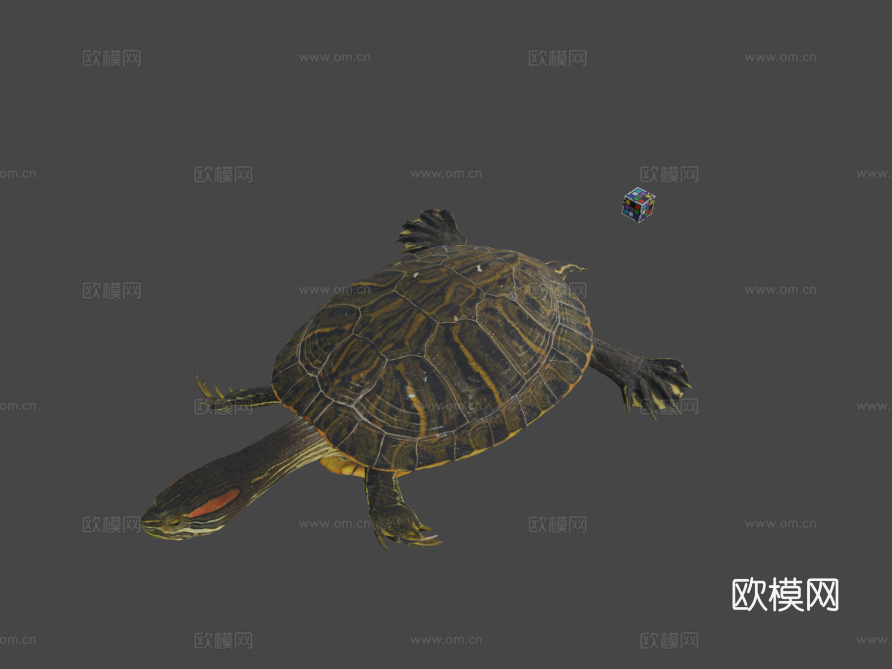 CC0密西西比红耳龟♂红耳滑龟3d模型