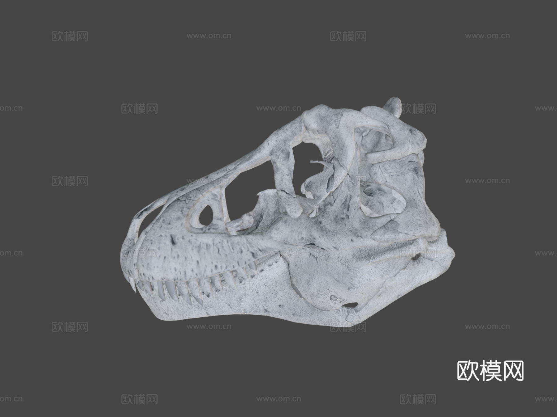 又一个霸王龙头骨3d模型