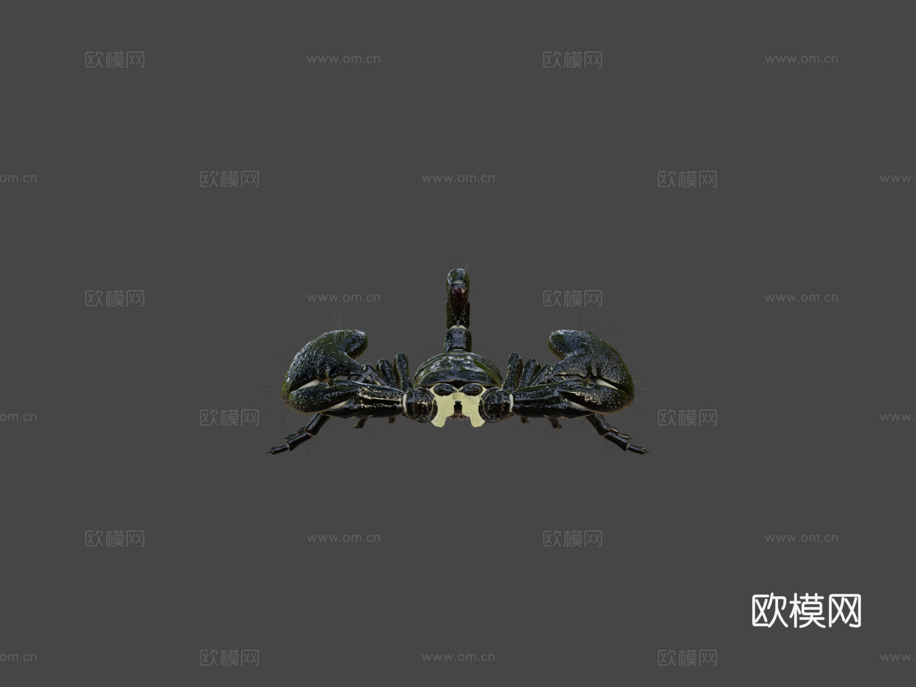高多边形-帝王蝎3d模型