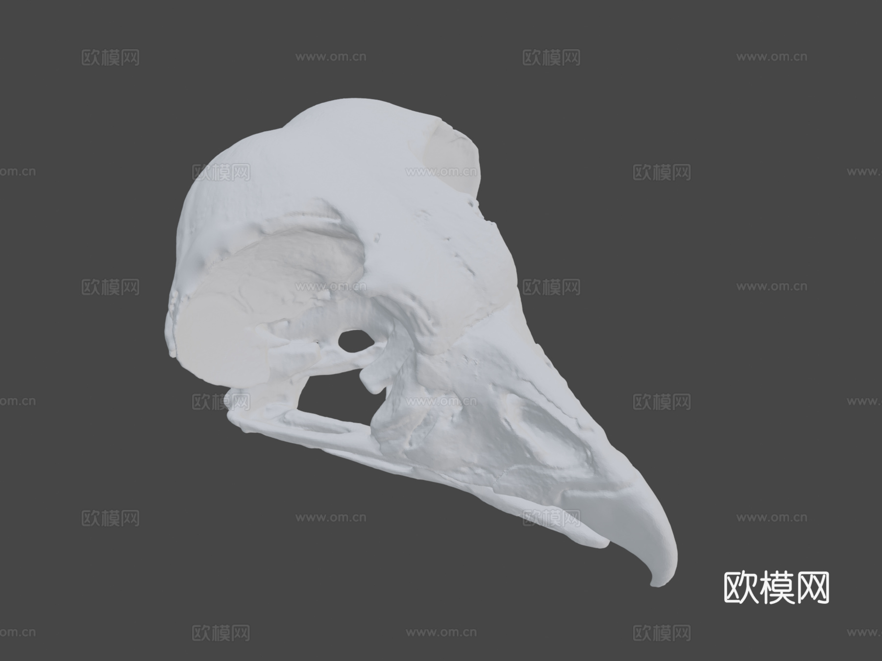 王秃鹫头骨3d模型