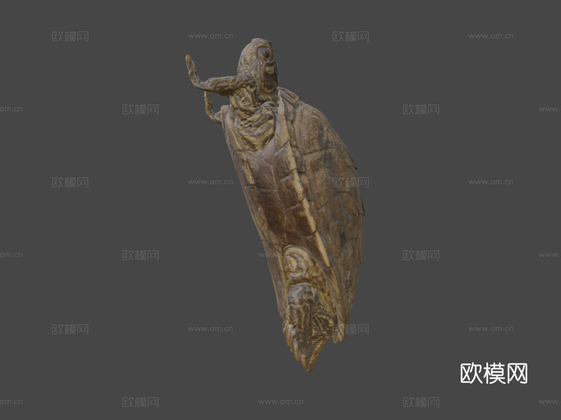 地图龟3d模型