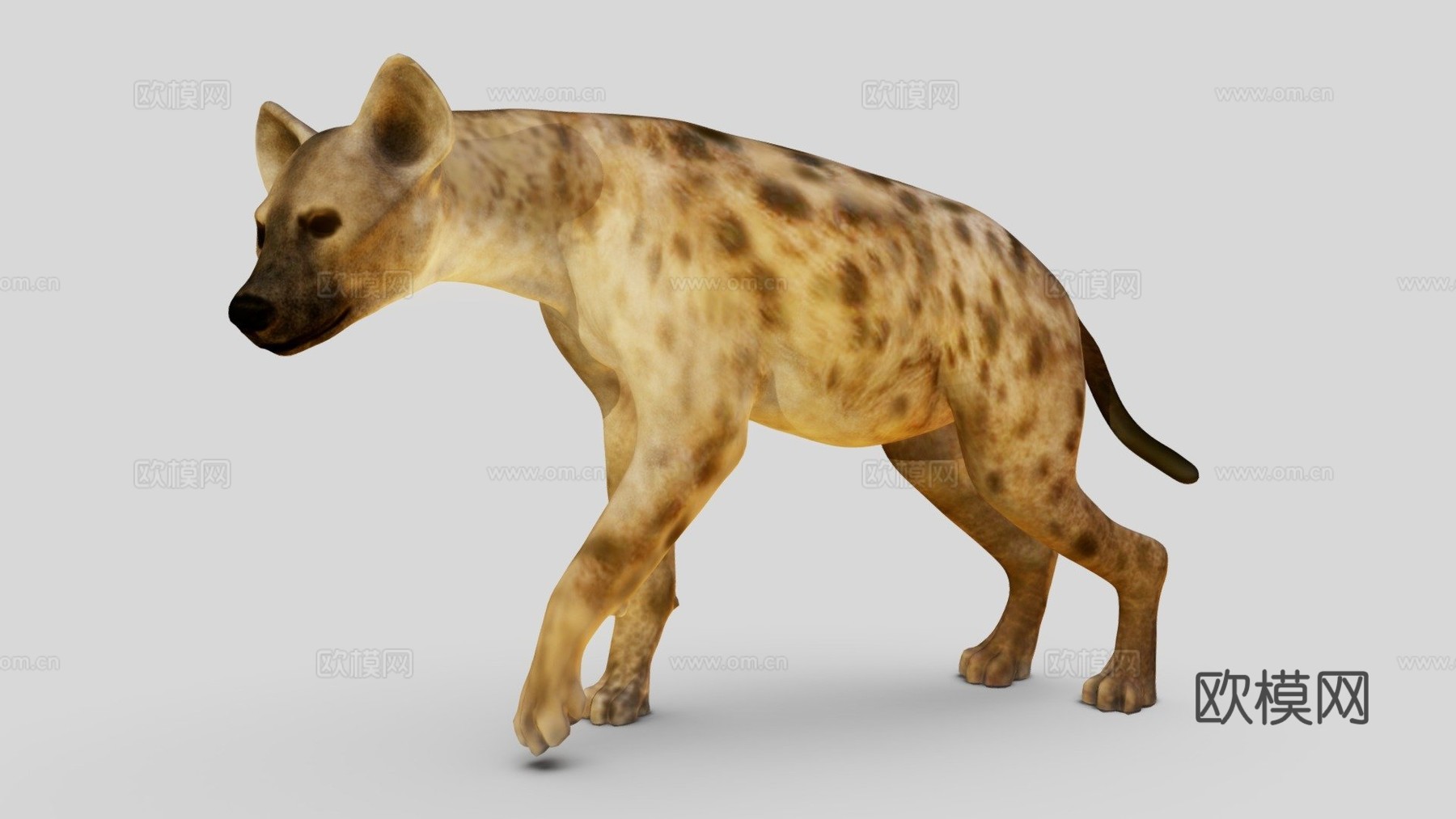 鬣狗3d模型