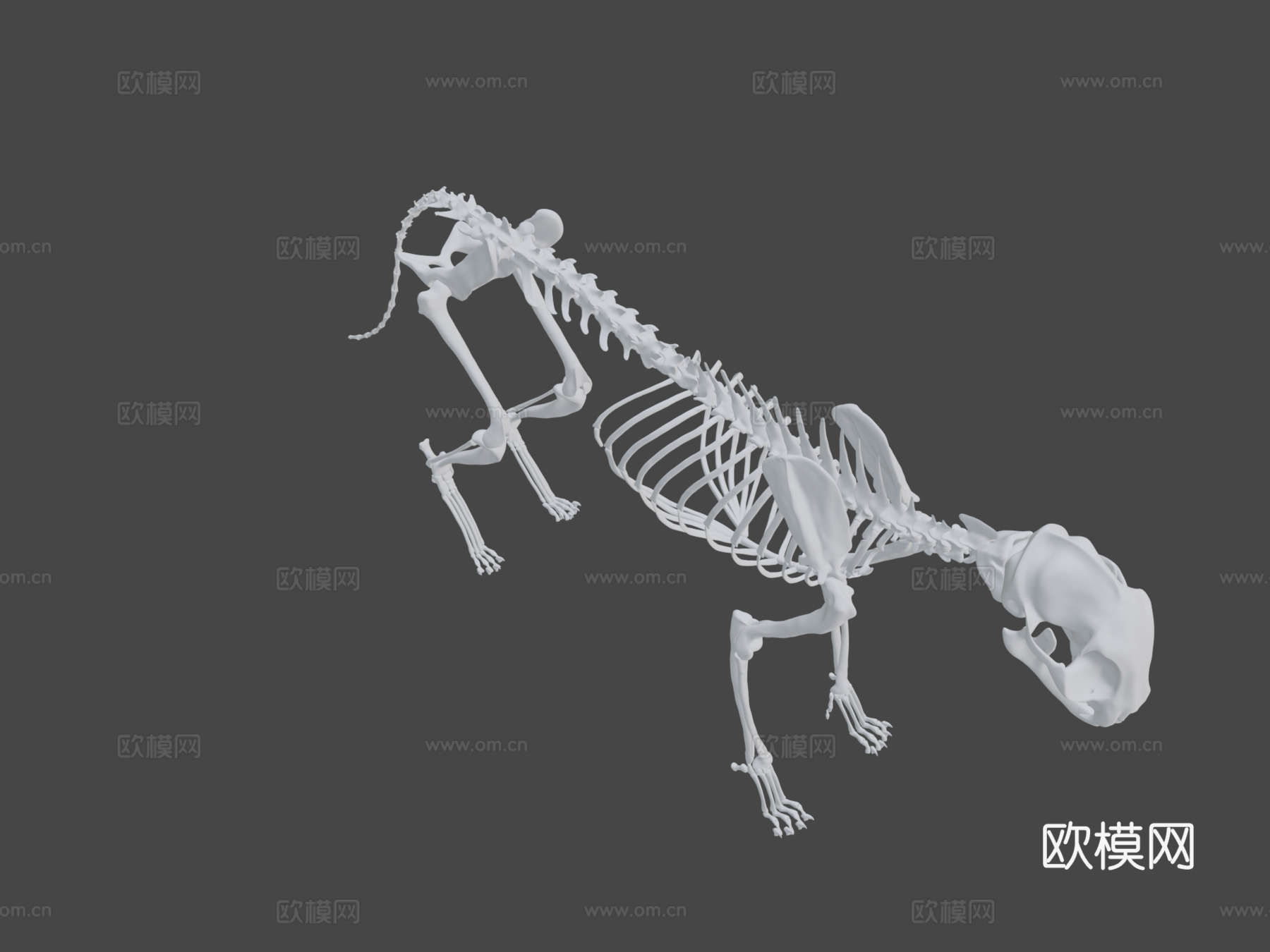 猫骨架3D模型3d模型