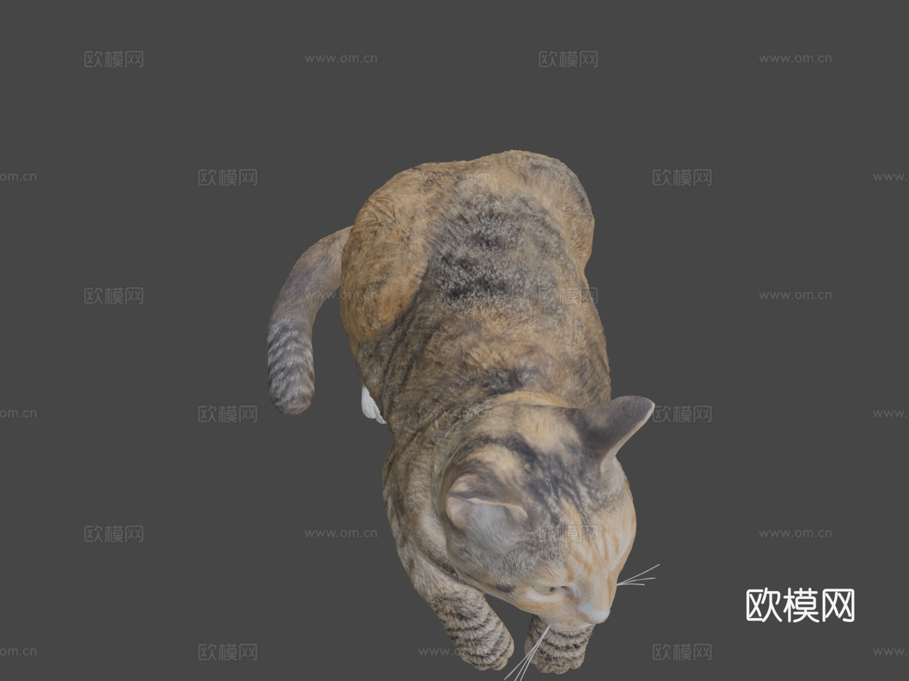 躺猫143d模型