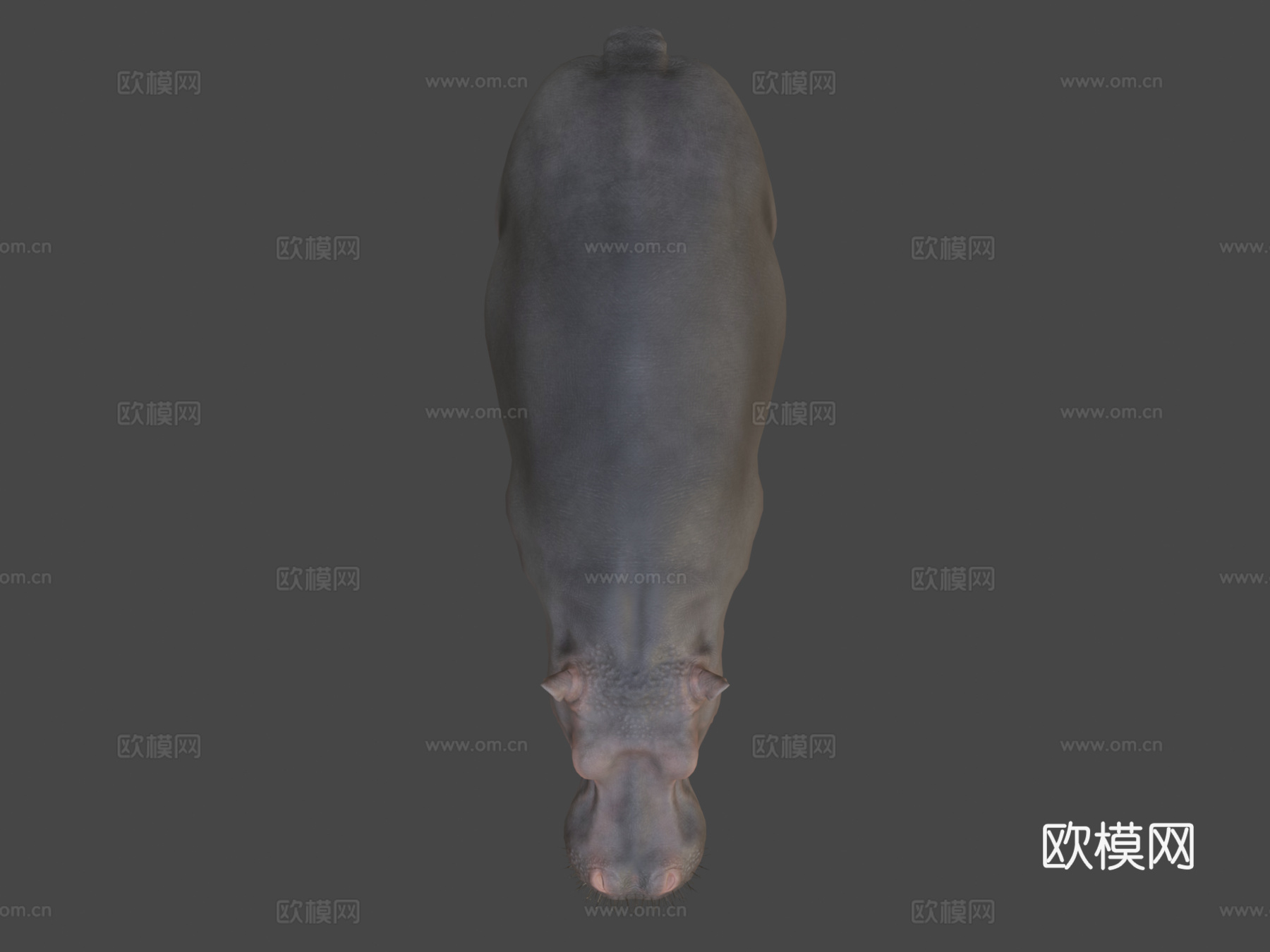 河马3d模型