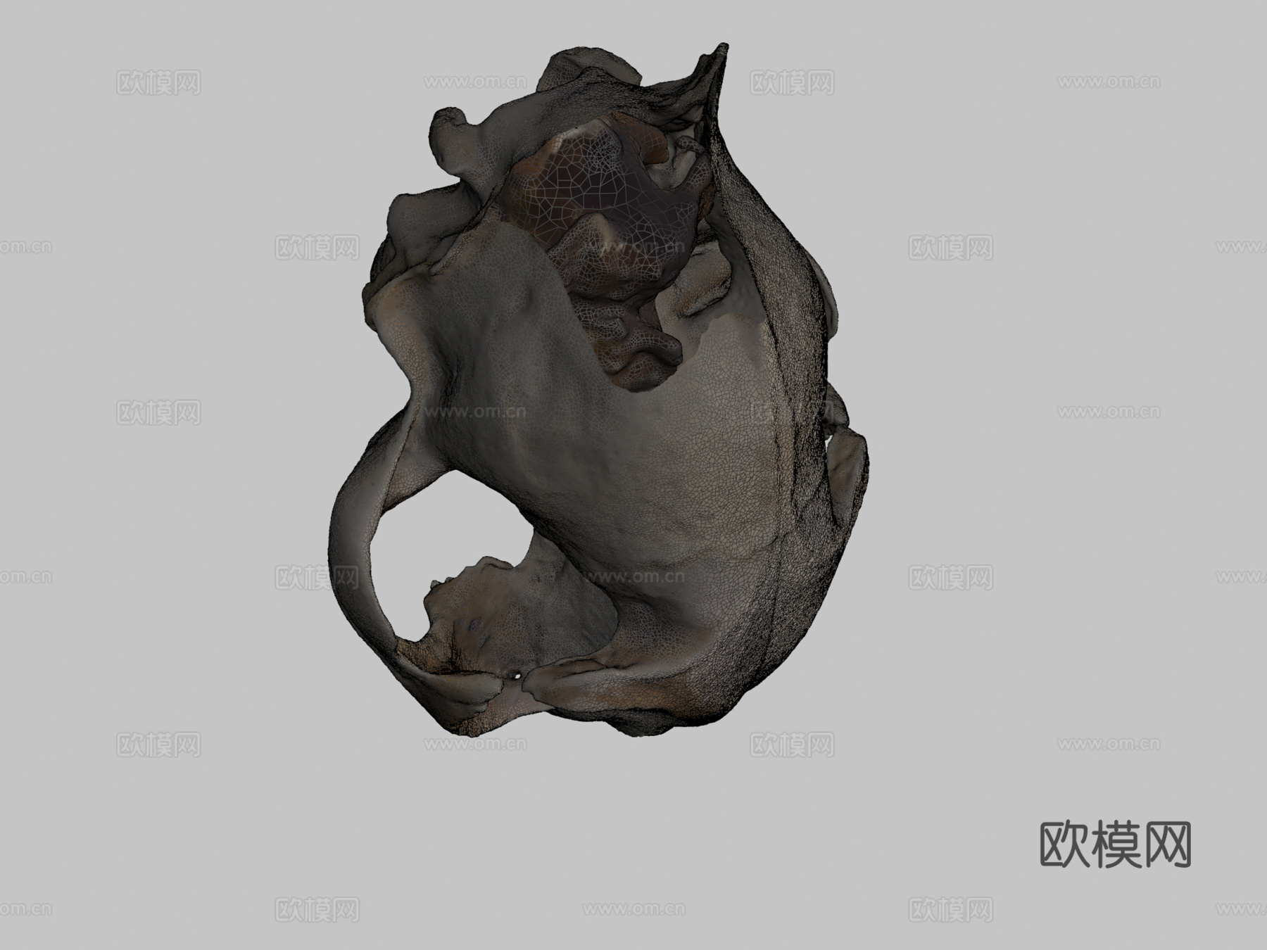 猫头骨-猫头骨3d模型