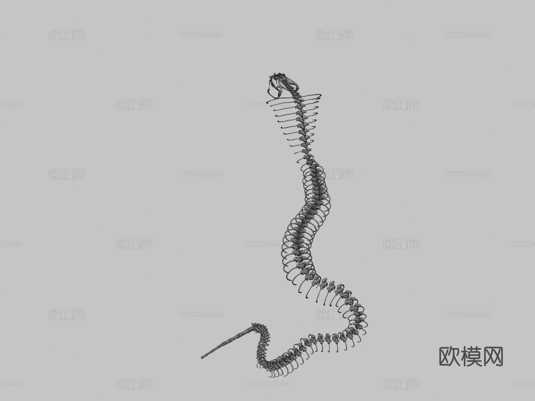 眼镜蛇骨架守卫3d模型