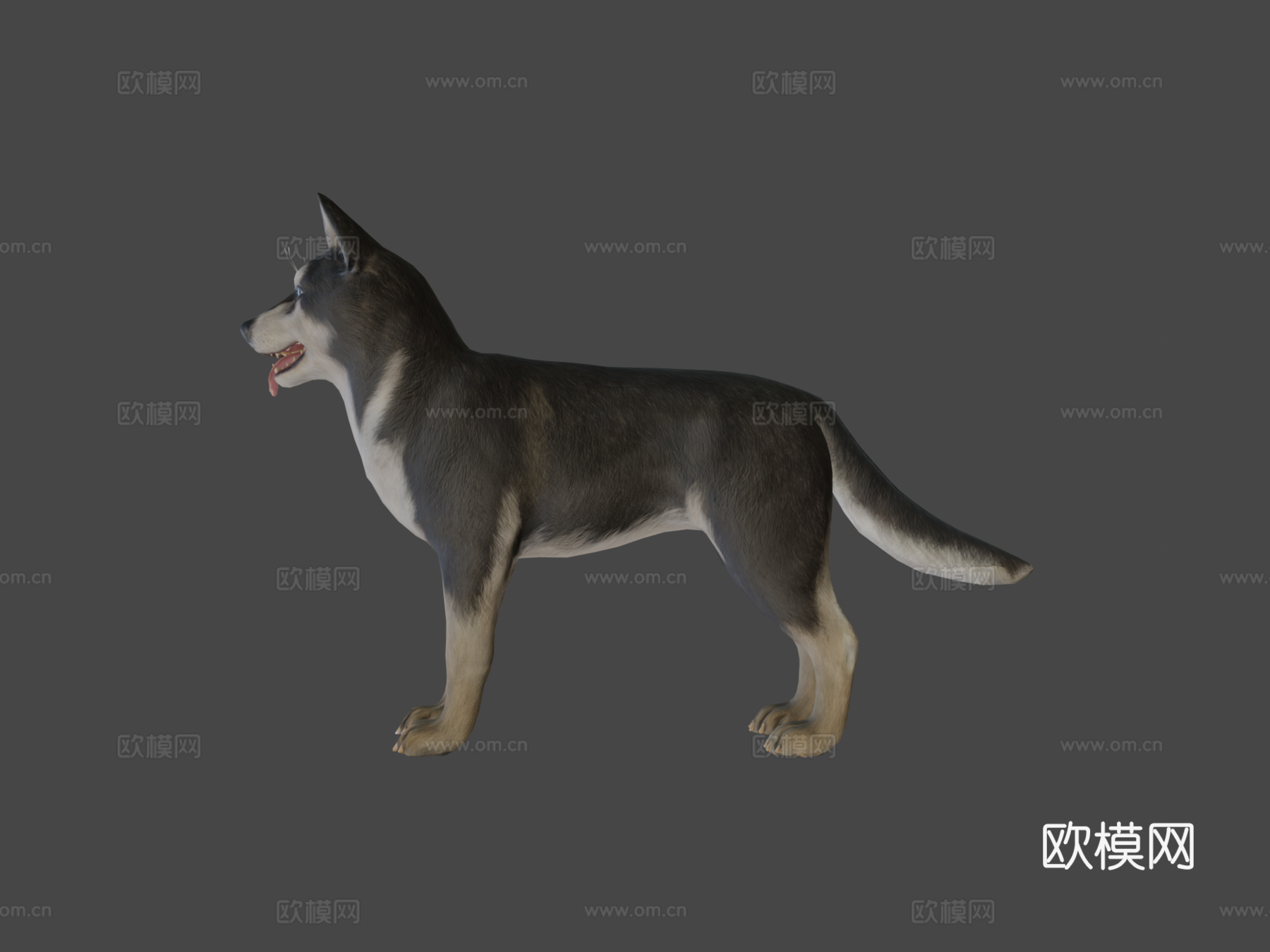 狗-哈士奇3d模型