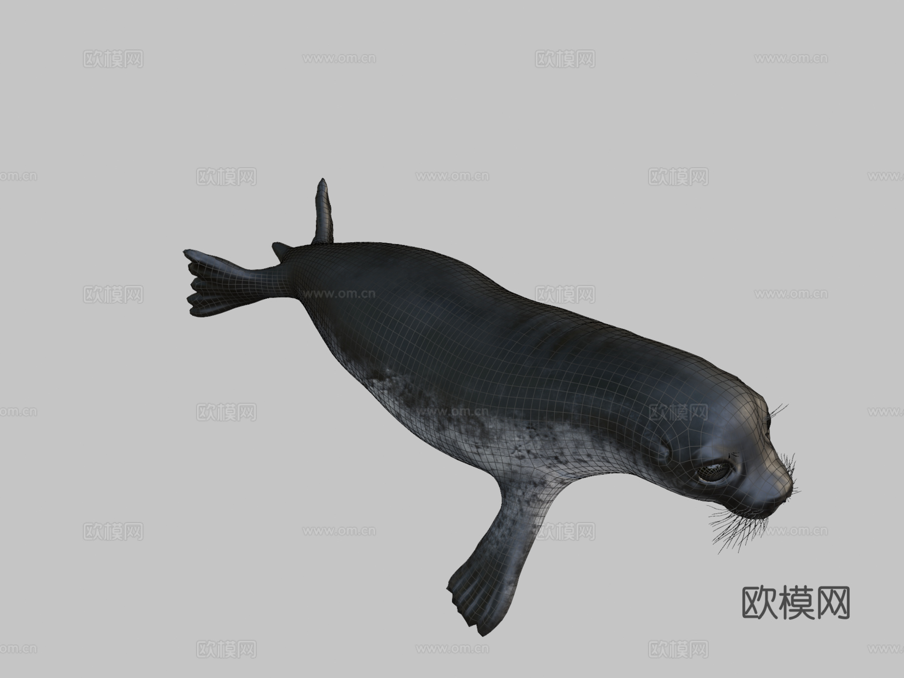 普通海豹3d模型