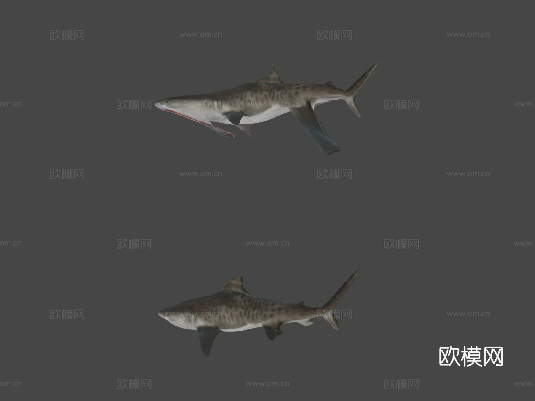 虎鲨-游戏就绪版3d模型