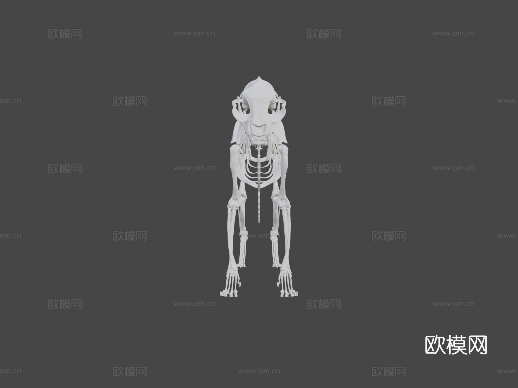 猫骨架3D模型3d模型