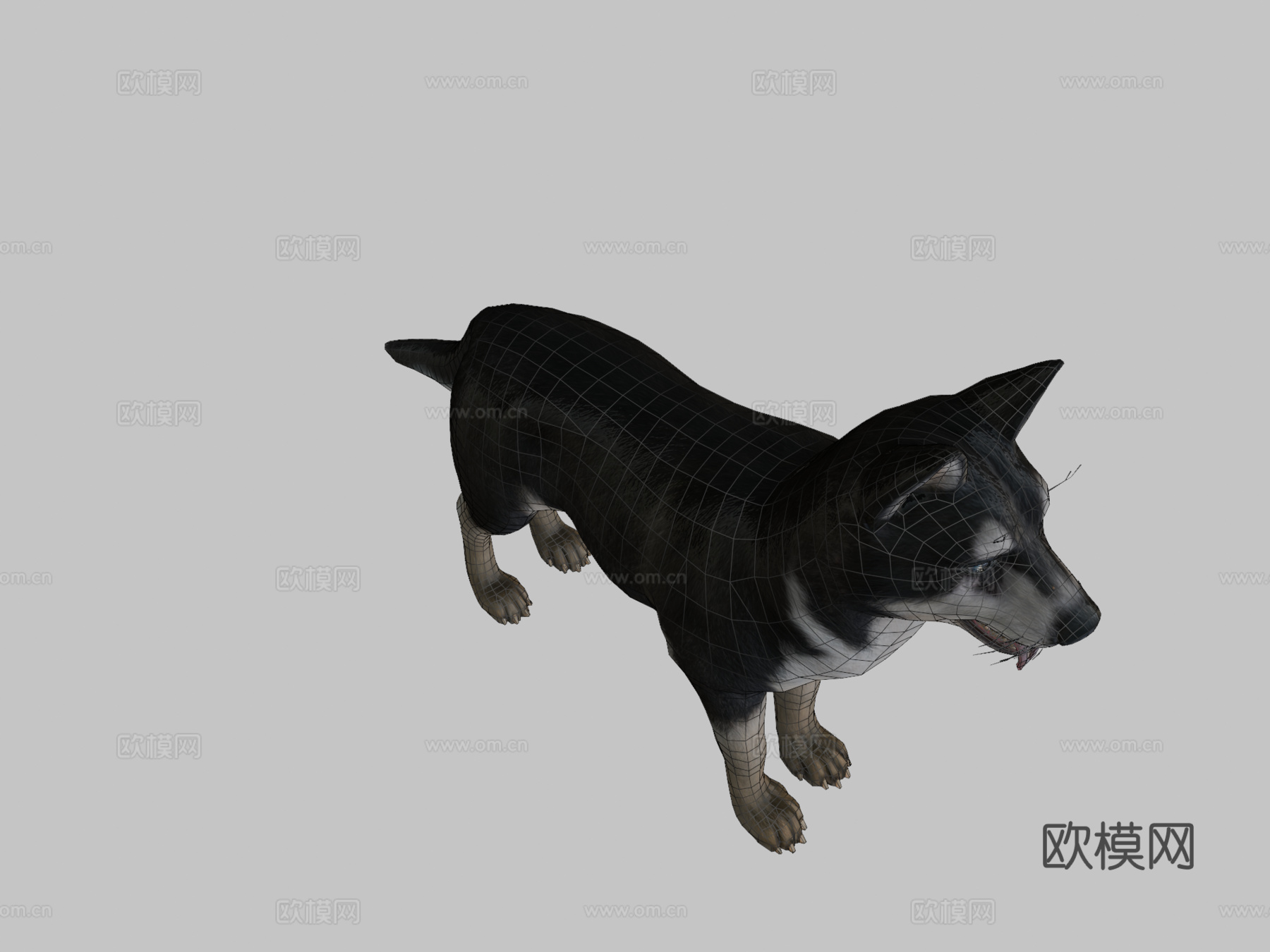 狗-哈士奇3d模型