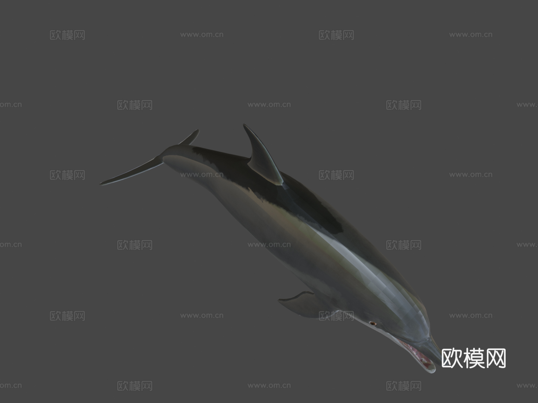 海豚su模型