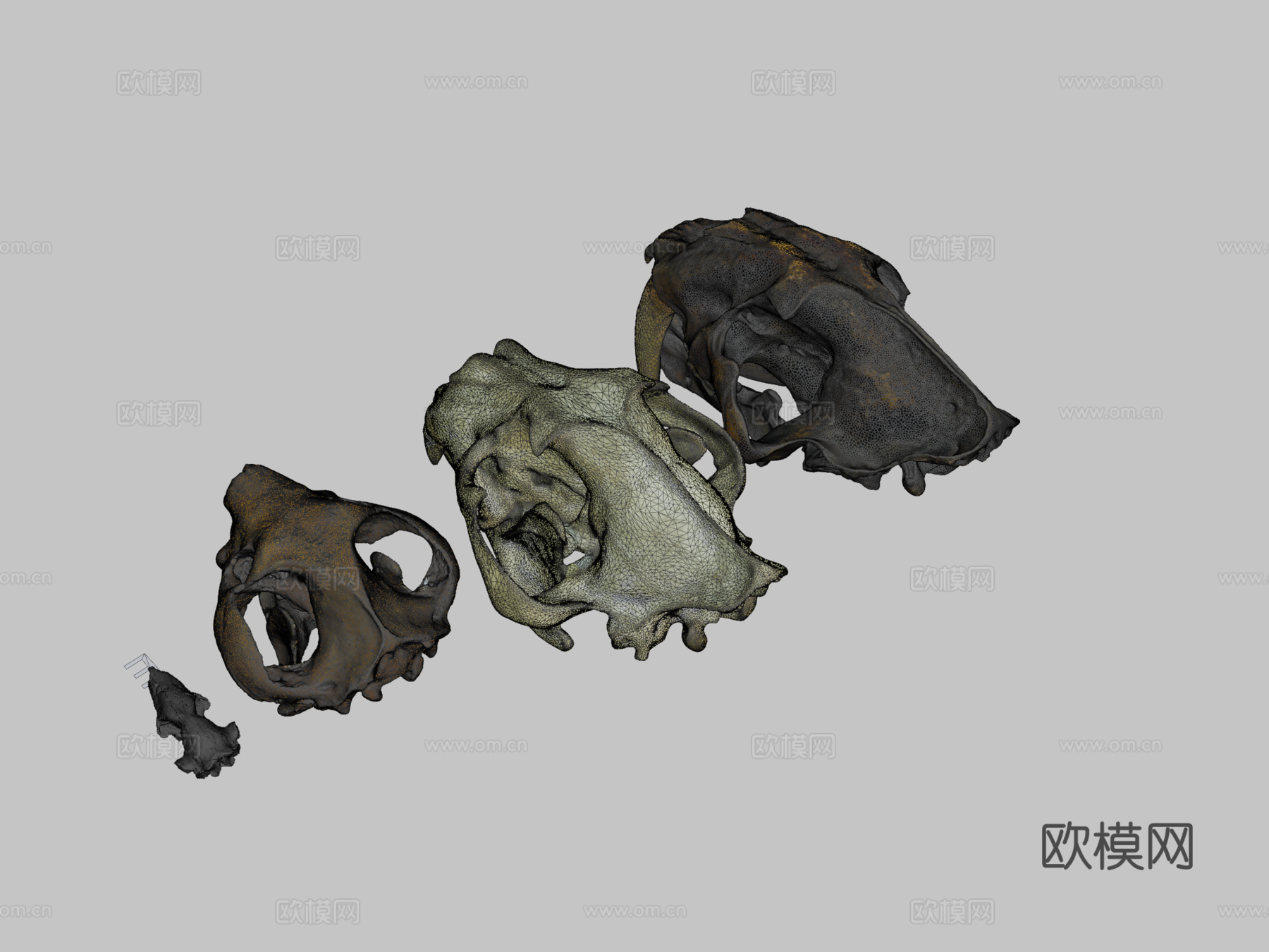 多种犬齿放大头骨3d模型
